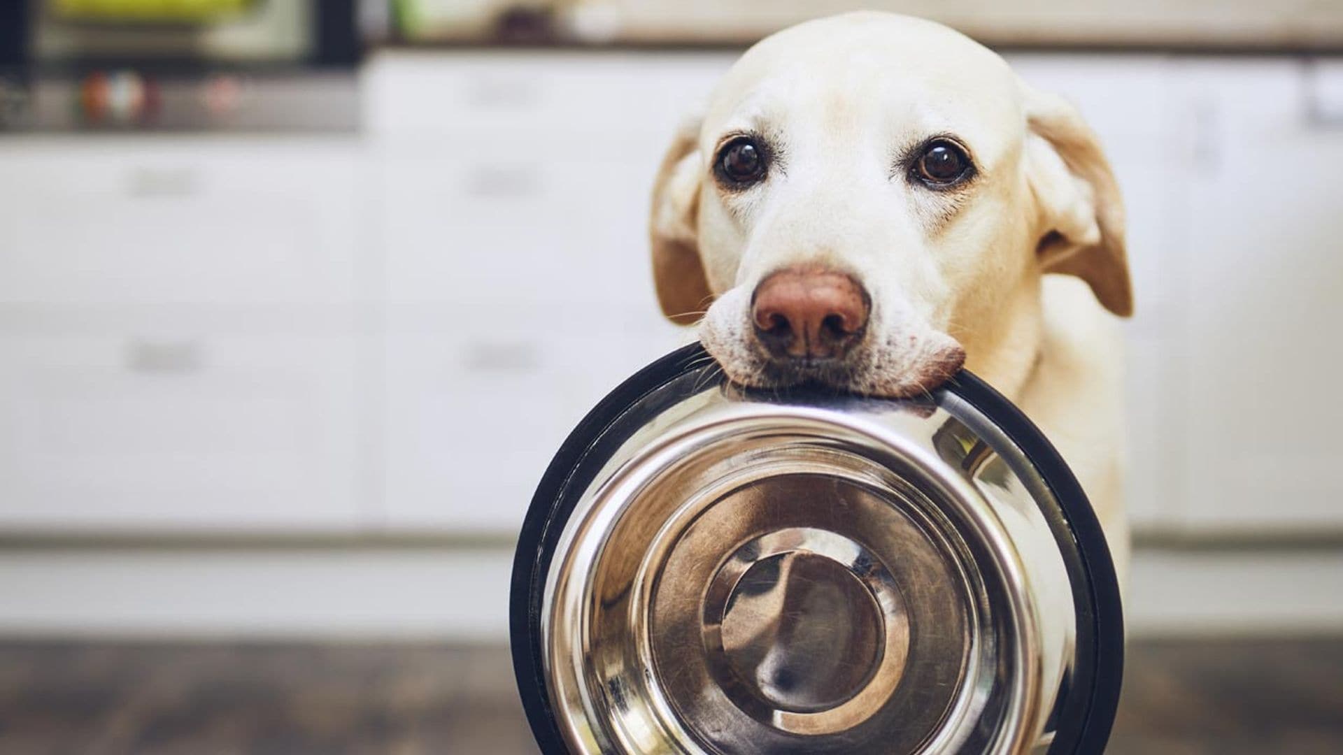 ¿Por qué mi perro siempre tiene hambre?