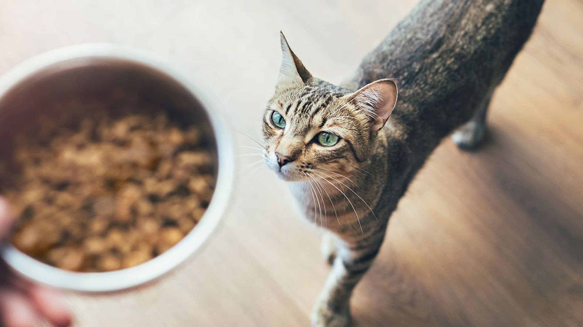 Dale a tu gato lo mejor con estos alimentos 100% orgánicos recomendados por expertos