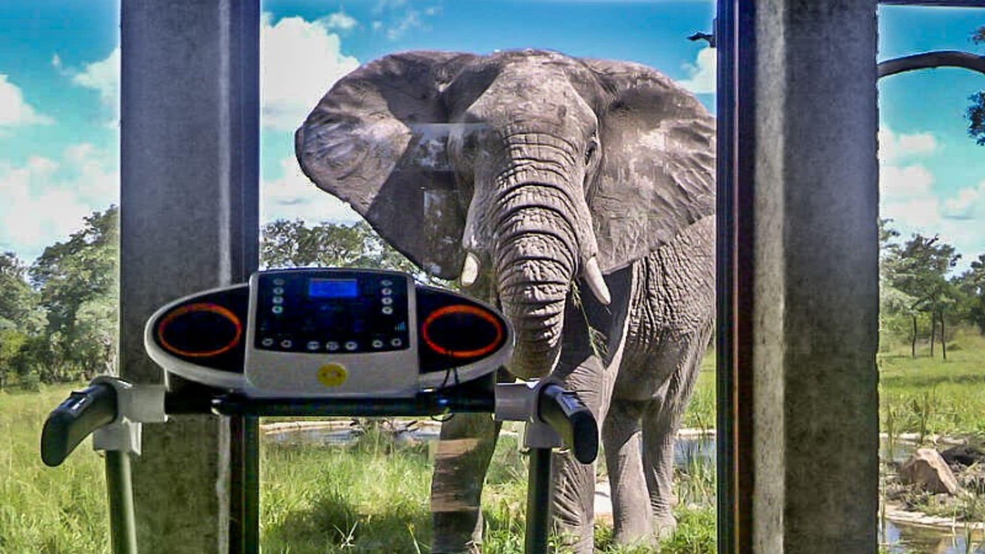 Elefante desde el gimnasio de Earth Lodge, Sabi Sabi, Parque Kruger, Sudáfrica