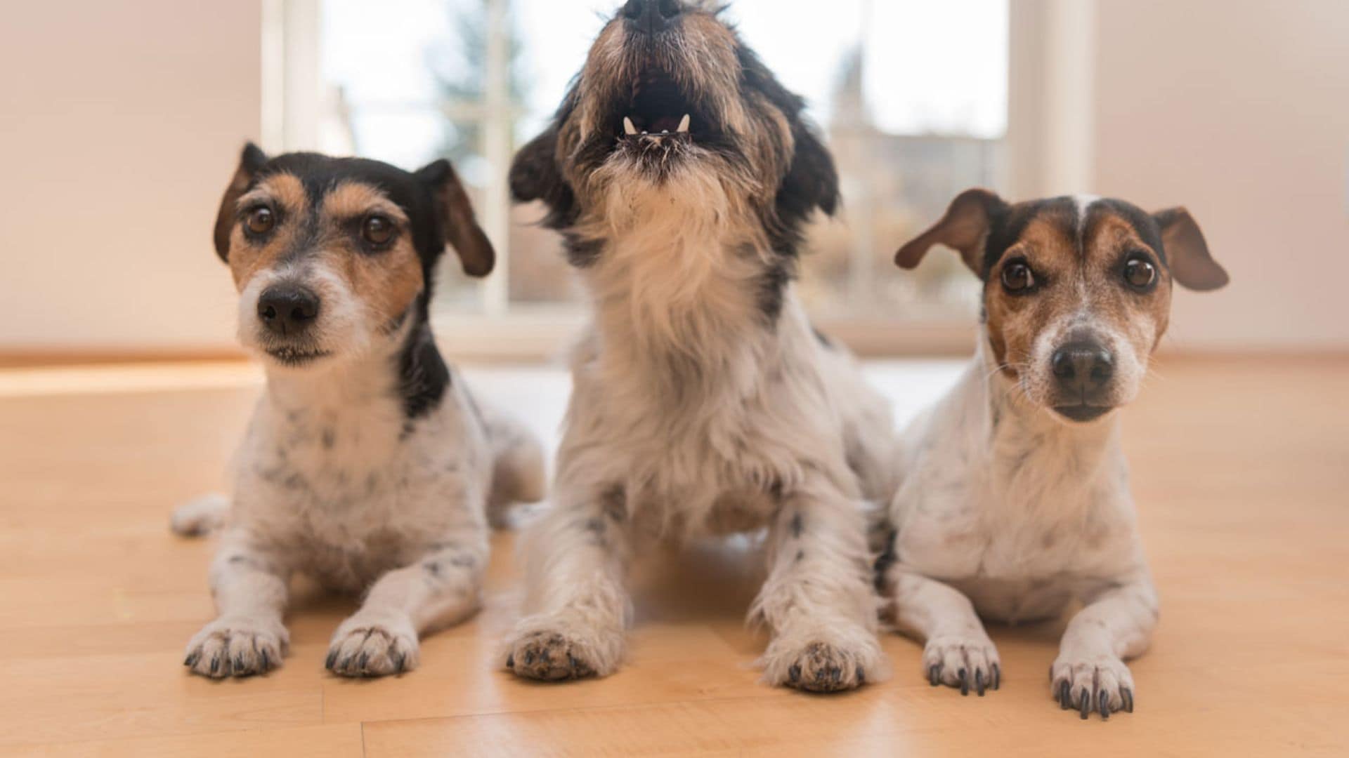 ¿Qué puedo hacer si mi perro no para de llorar?