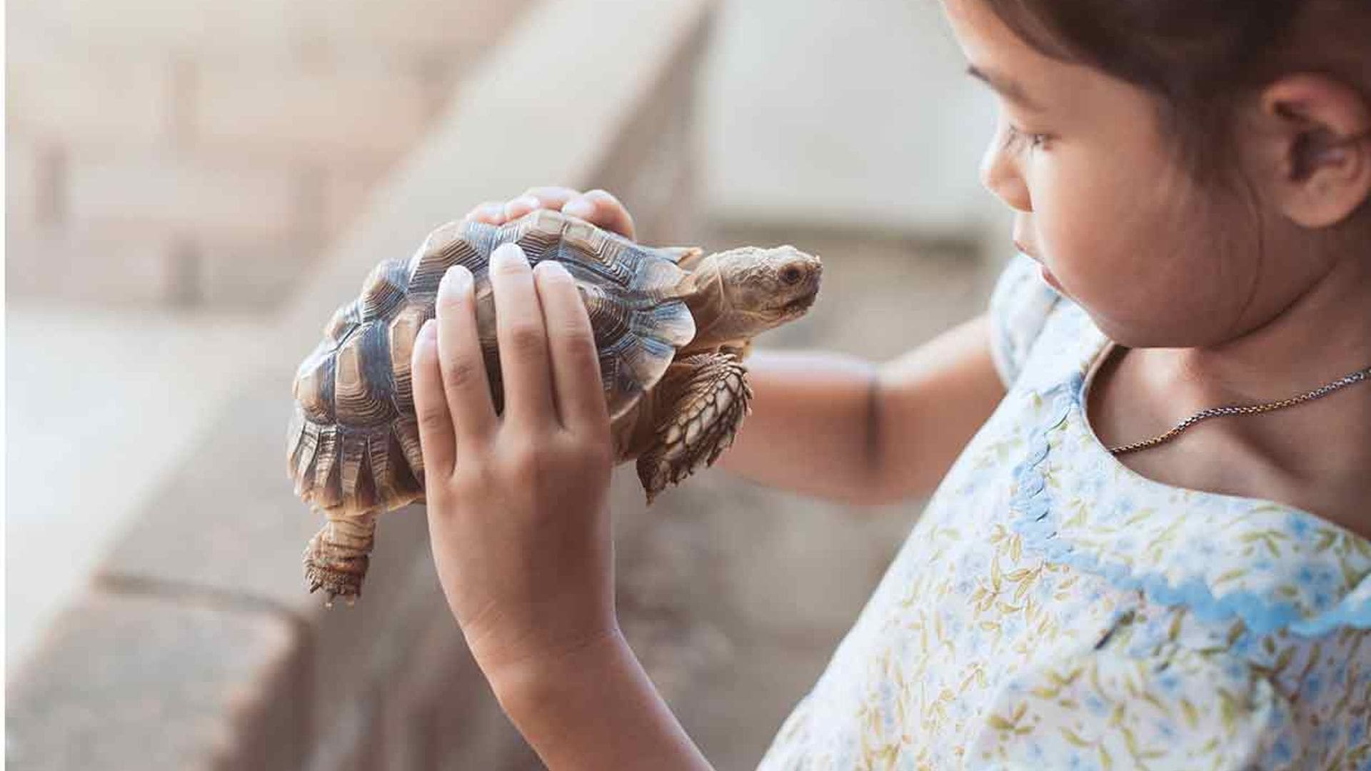 Antes de tener una tortuga, revisa nuestros consejos
