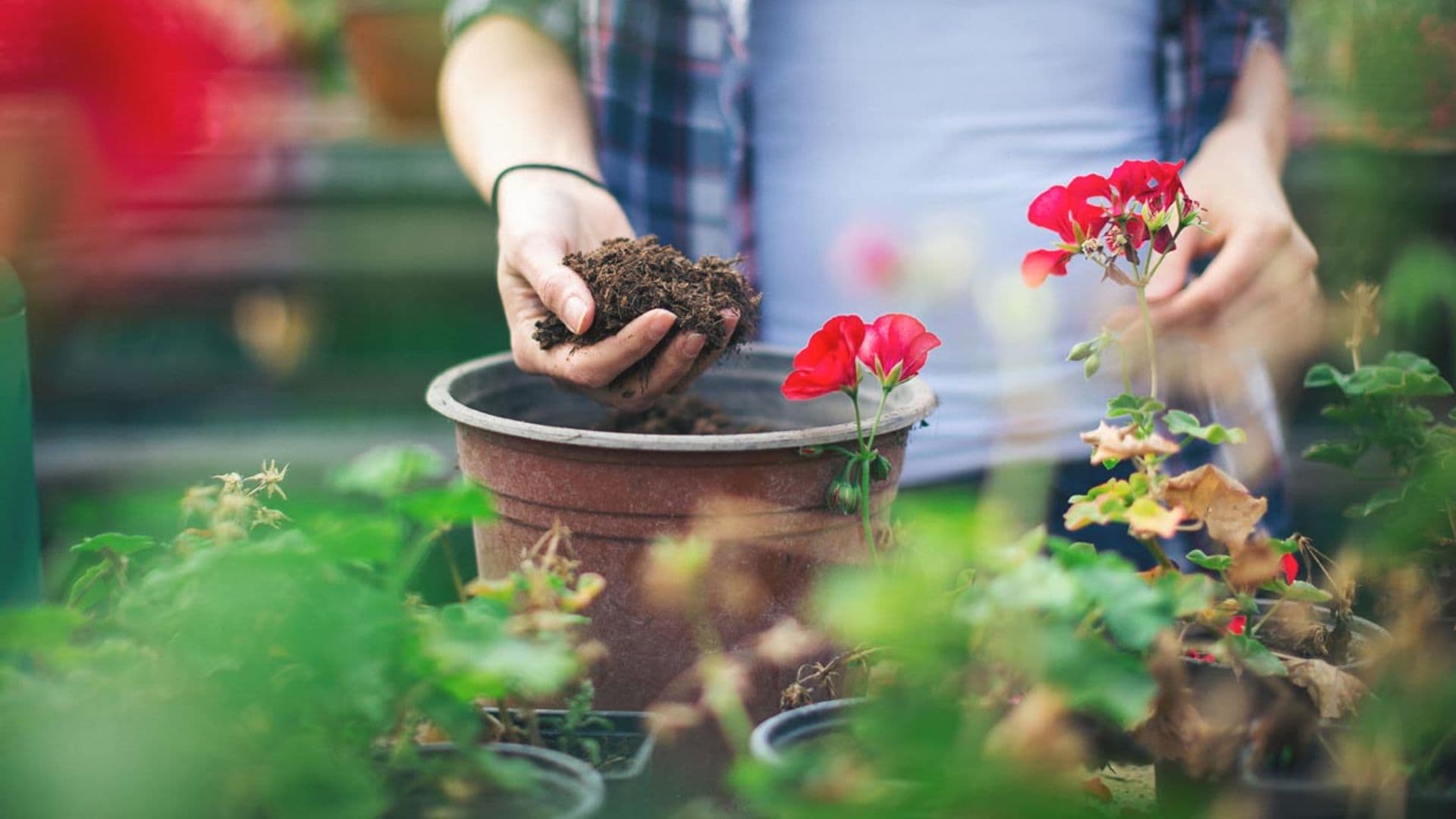 ¿Sabes cómo elegir el mejor sustrato para tus plantas?