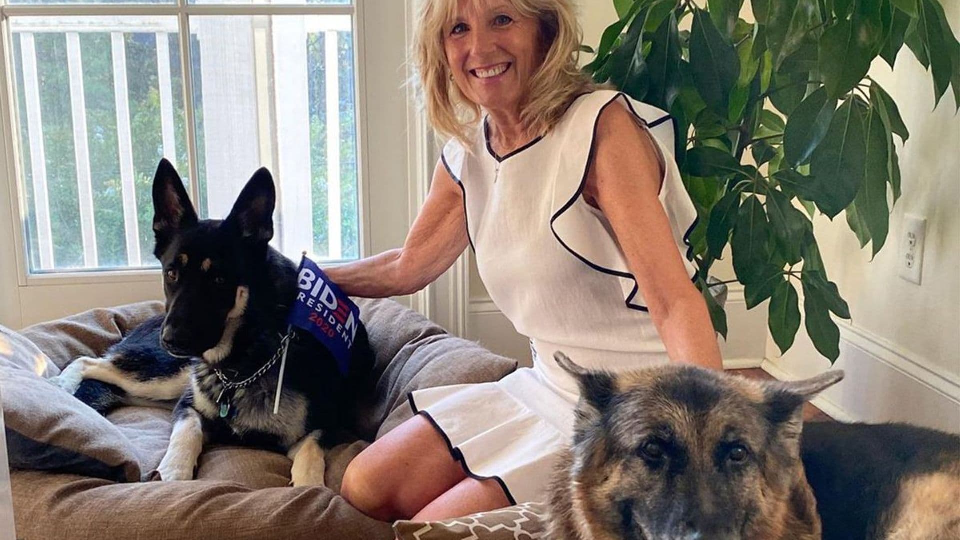 jill biden junto a sus perros