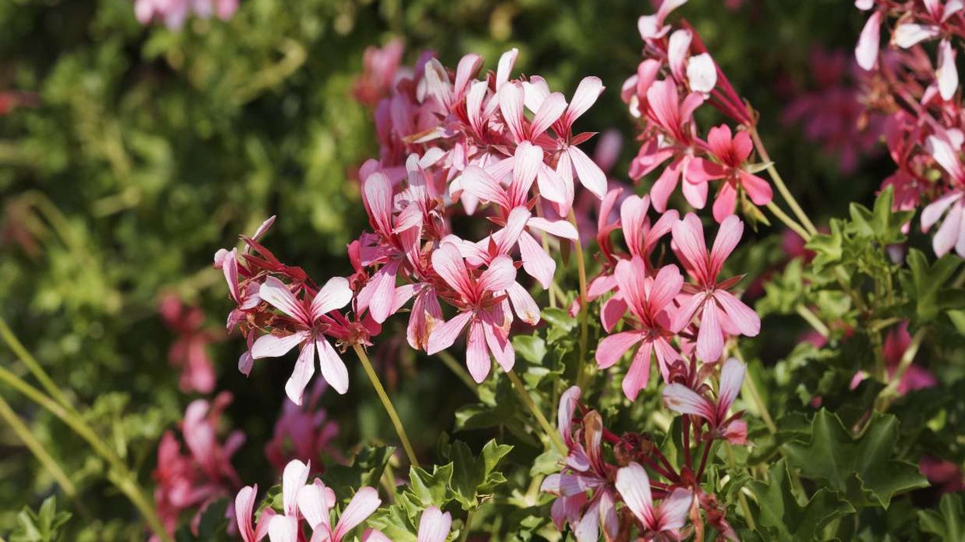 Cuidados básicos de los geranios para llenar de color tu jardín