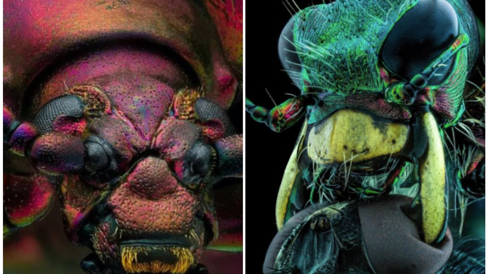 Concurso de fotografía microscópica revela los sorprendentes rostros de insectos