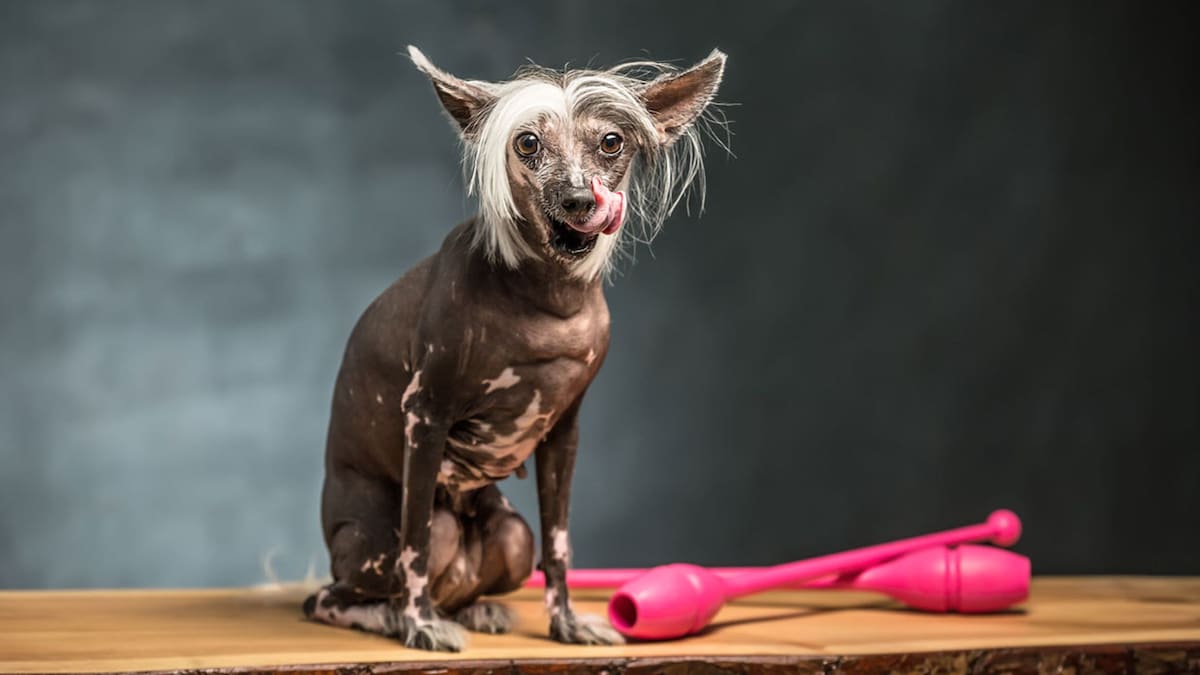 Perro crestado chino: posiblemente la raza de perro más cariñosa