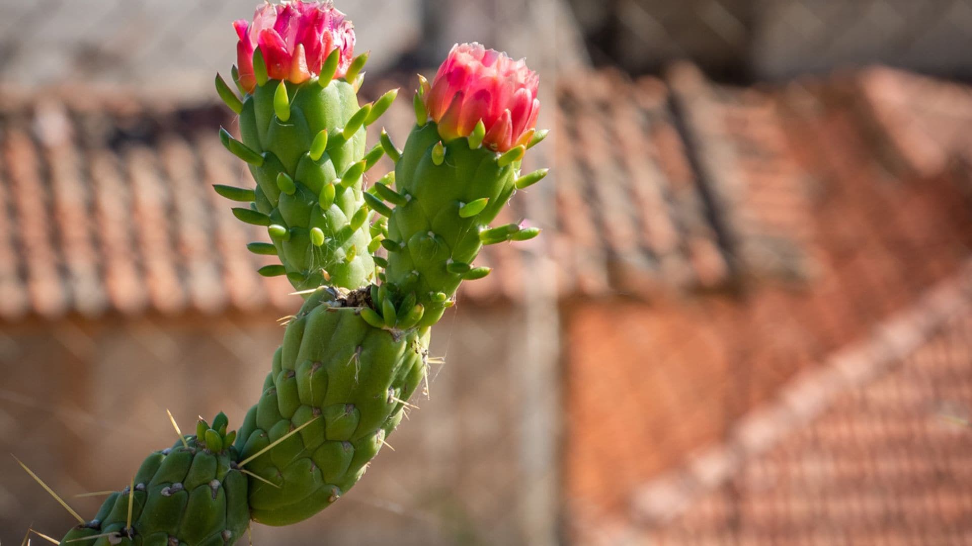 Cómo cuidar el vistoso y resistente 'cactus alfileres de Eva'