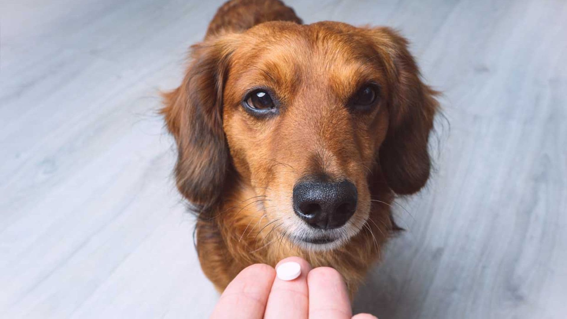Suplementos para perros: ¿cuáles son y cuándo son necesarios?