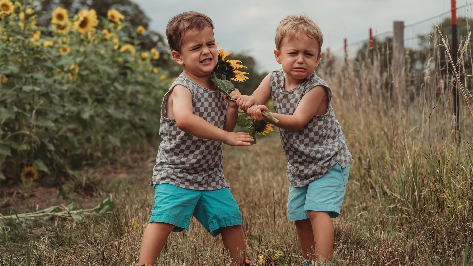 Mellizos enfadados en un campo de girasoles