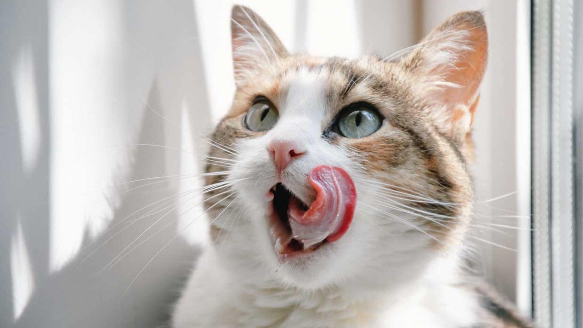 ¿Por qué la lengua de los gatos raspa tanto?