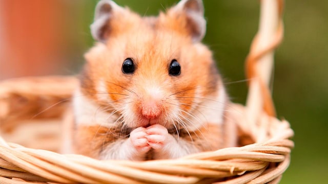 consejos comprender lenguaje hamsters