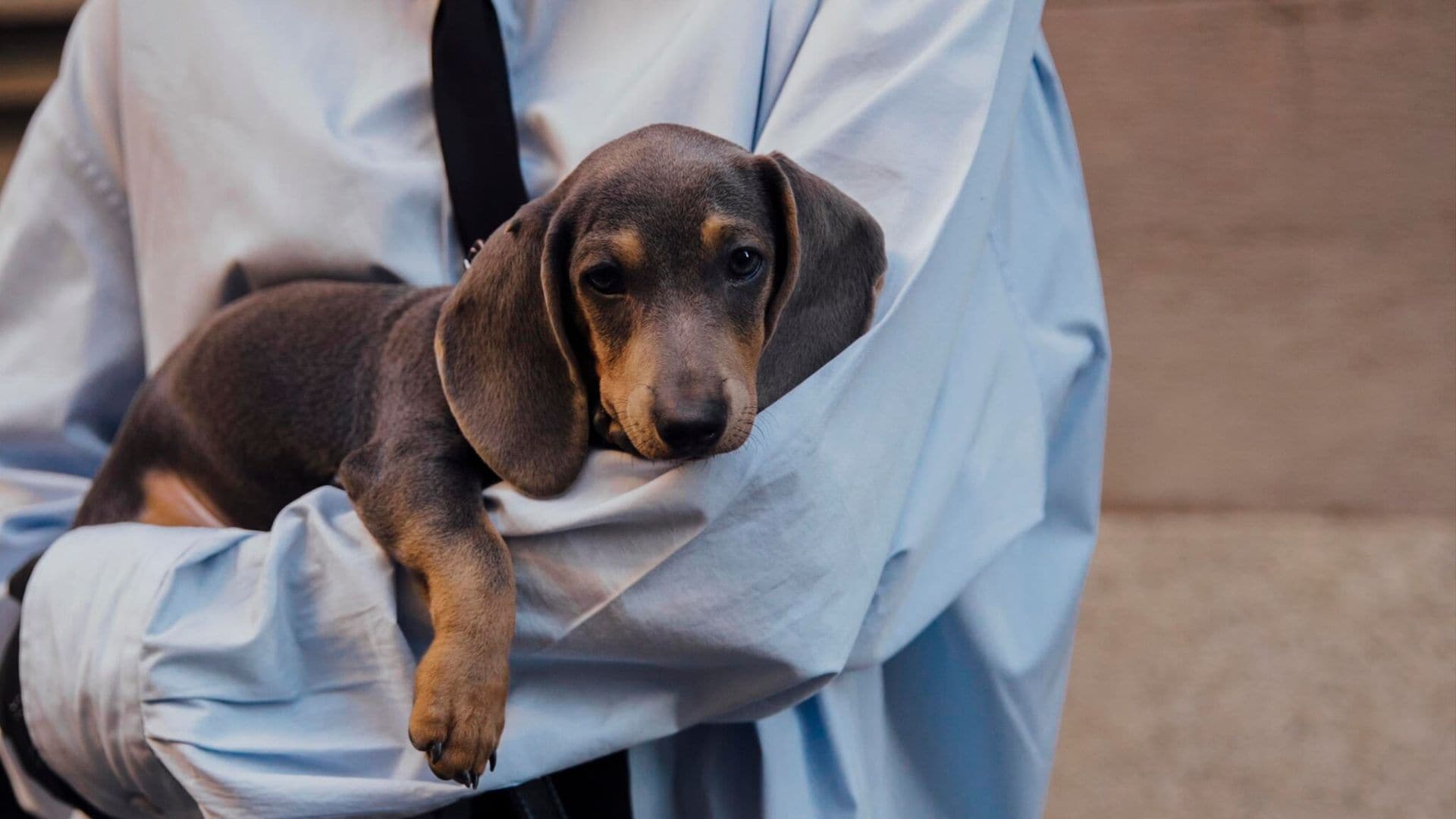 8 consejos ‘deco’ para una mascota feliz en casa