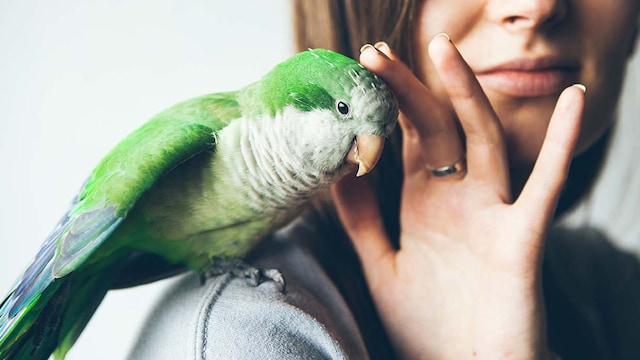 consejos decidir tener pajaro en casa