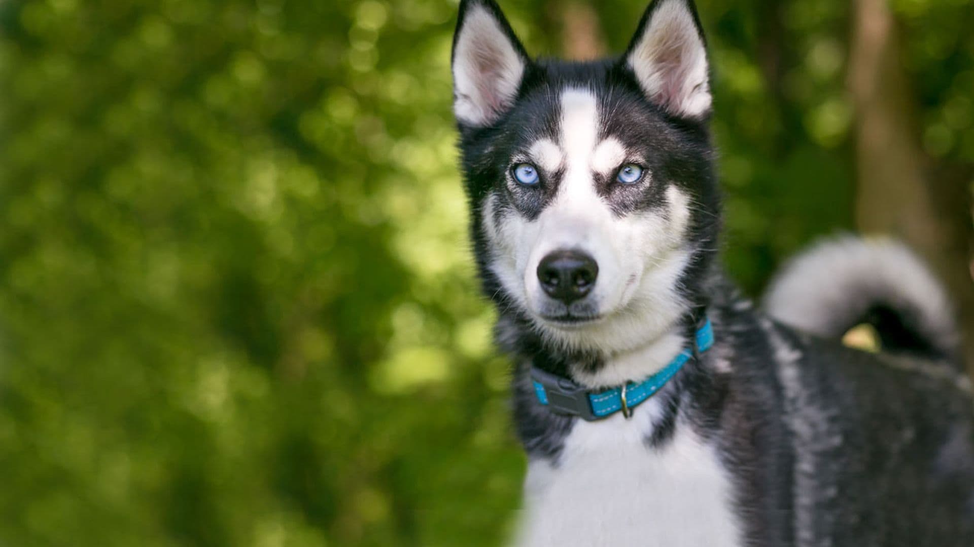 ¿Es mejor elegir un collar o un arnés para nuestro perro?