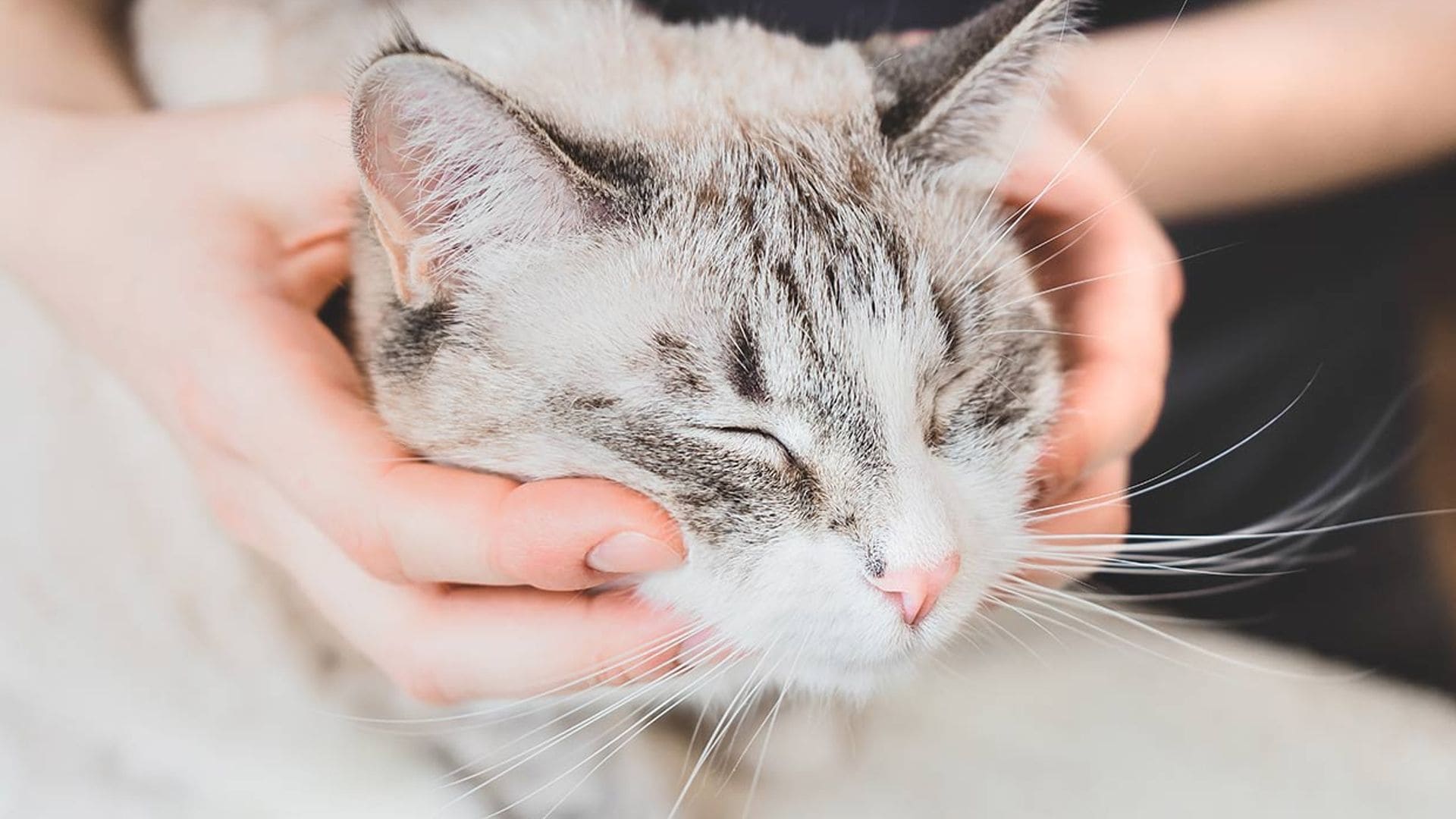 ¿Tu gato tiene caspa? Estos son los motivos y las soluciones