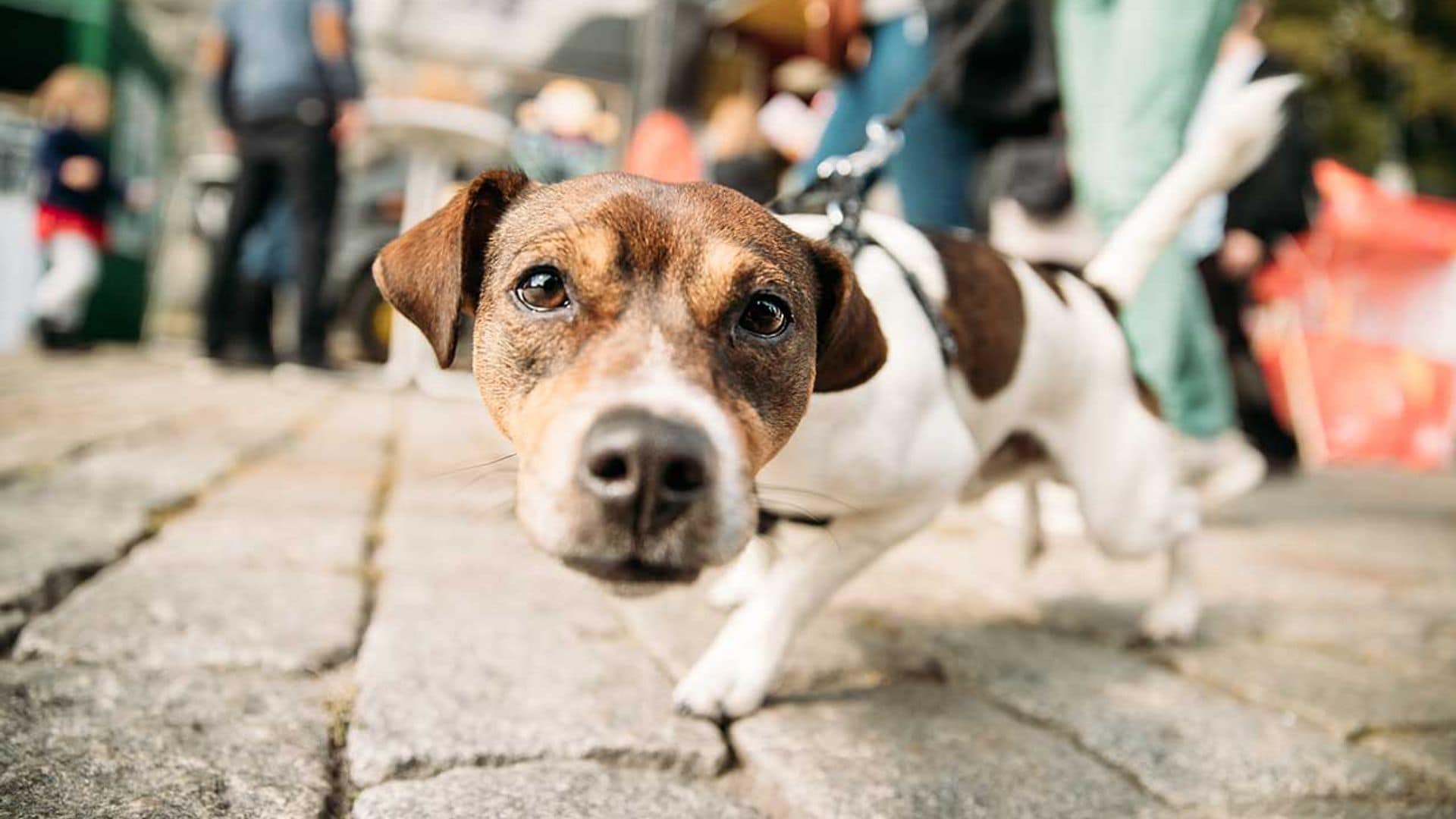 Plan navideño: viaja con tu mascota a ciudades 'pet friendly'