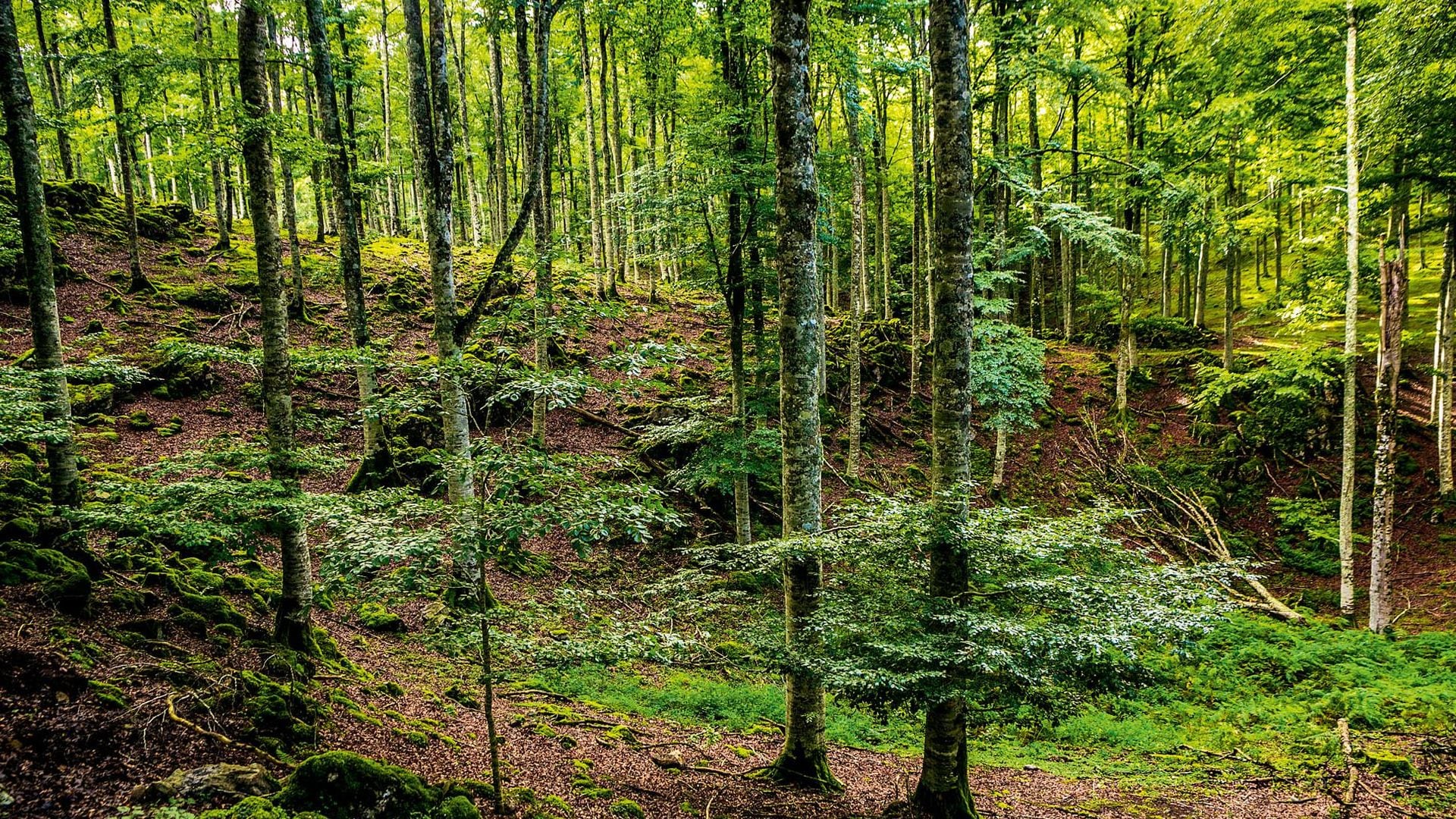 Sierra de Aralar (Navarra): todo al verde