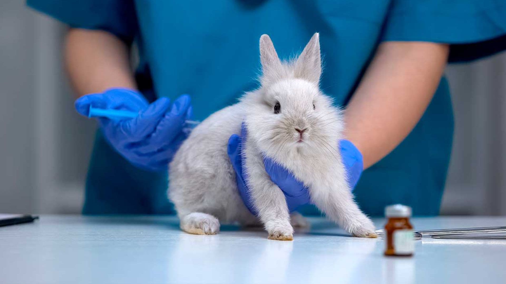 ¿Qué vacunas debe tener mi conejo?