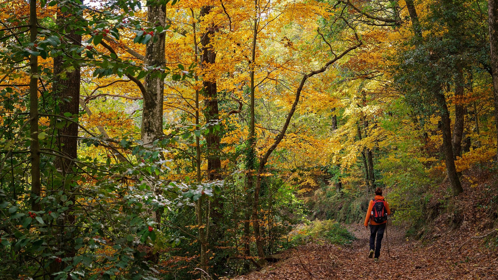 10 hayedos únicos para pasear este otoño