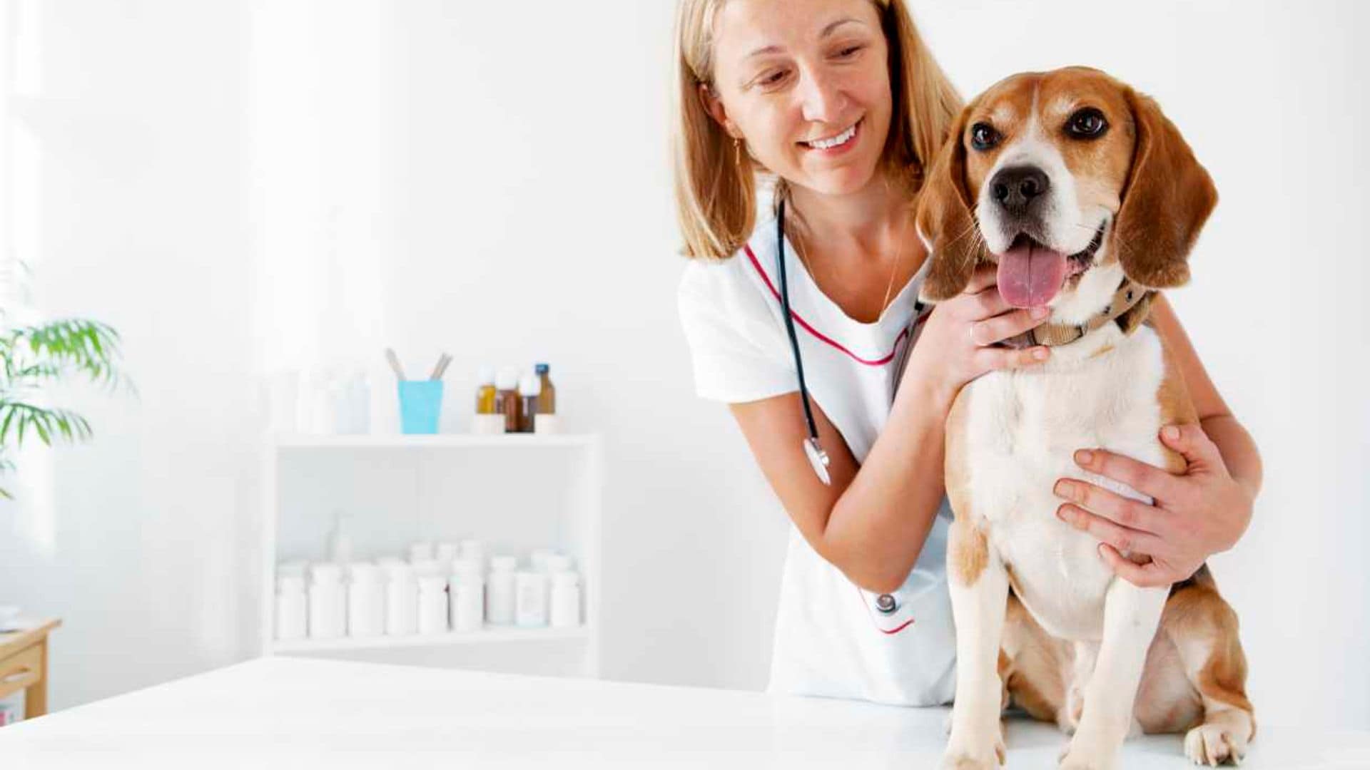 ¿Qué beneficios aporta la medicina preventiva a la salud de tu mascota?