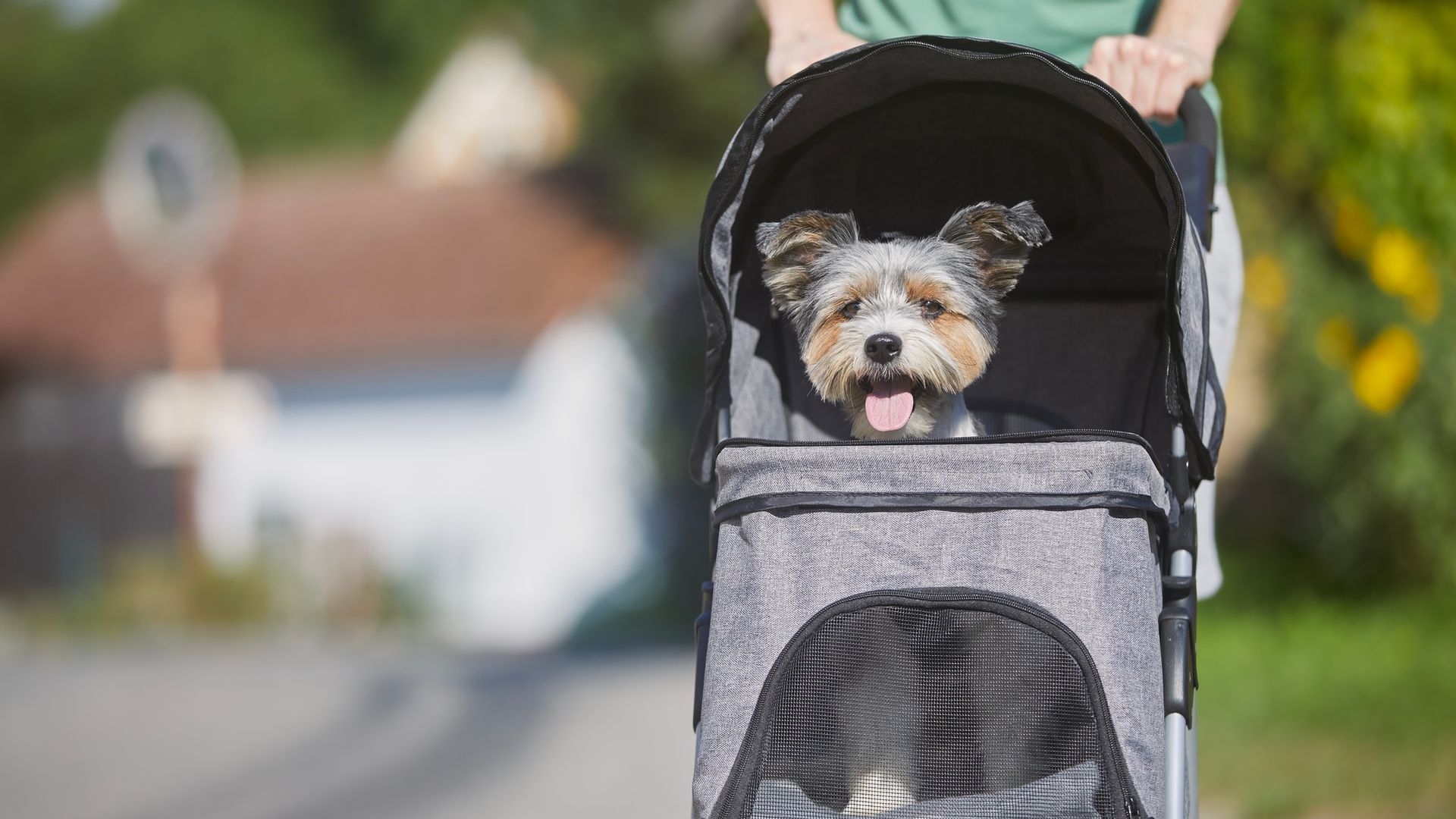 El carrito para perros ideal para llevar a tu mascota