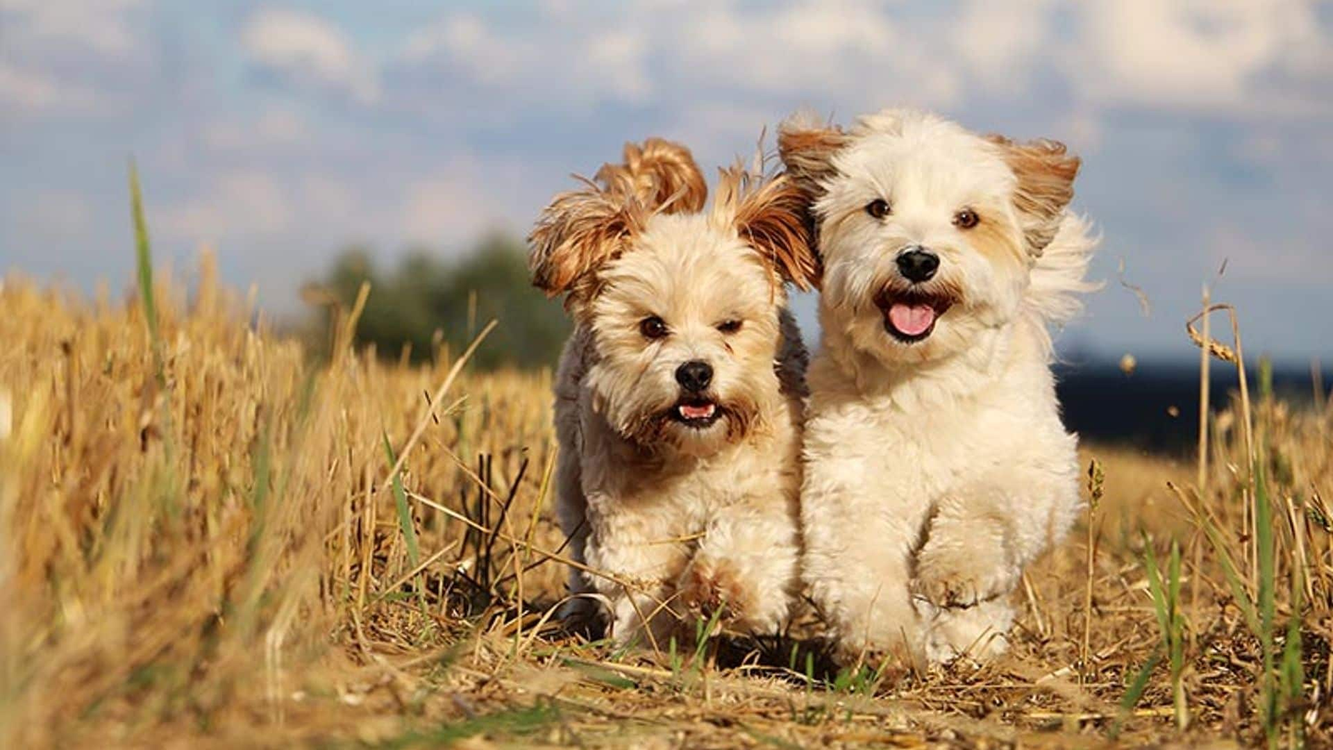 En qué consiste la 'amistad' entre los perros