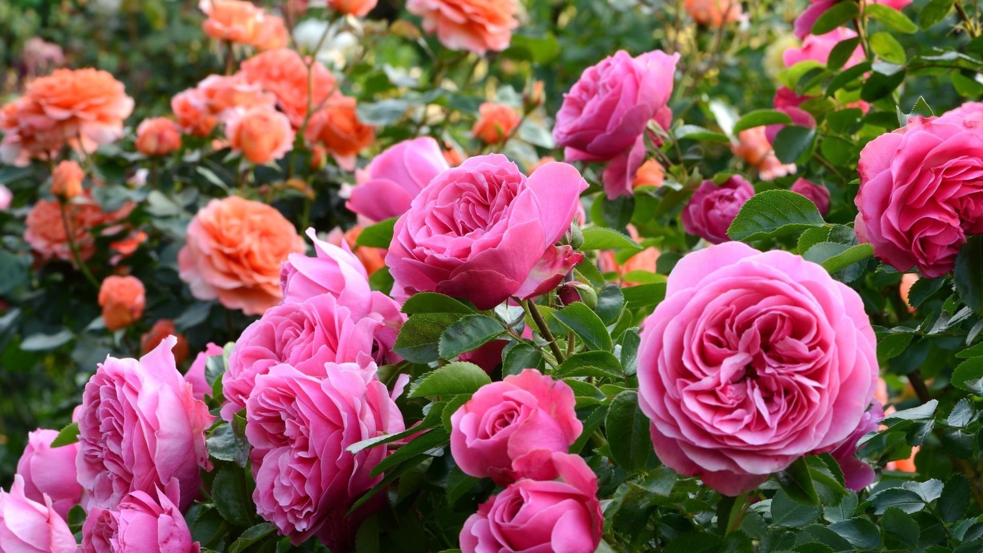 10 plantas perennes para mantener un jardín verde y lleno de vida todo el año