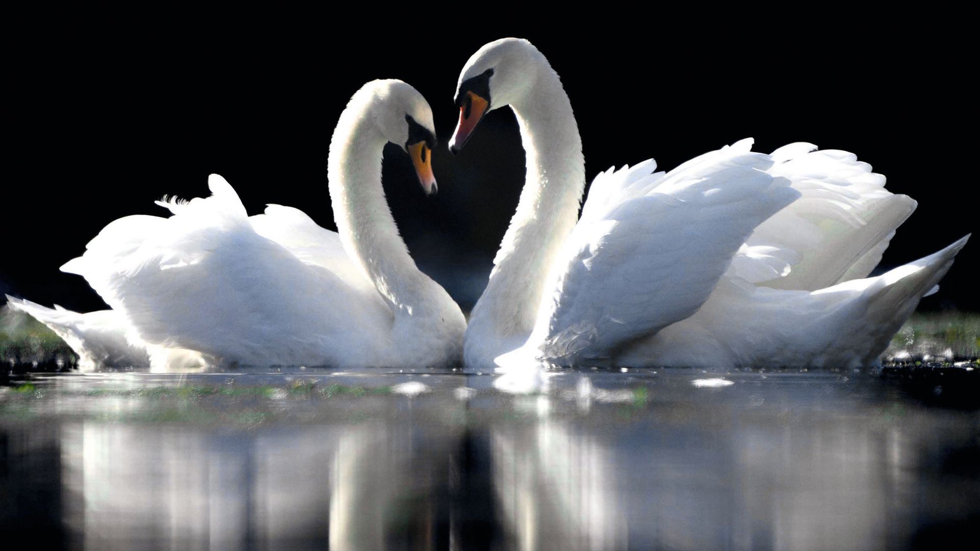 Cuando Cupido también lanza sus flechas de amor en el reino animal