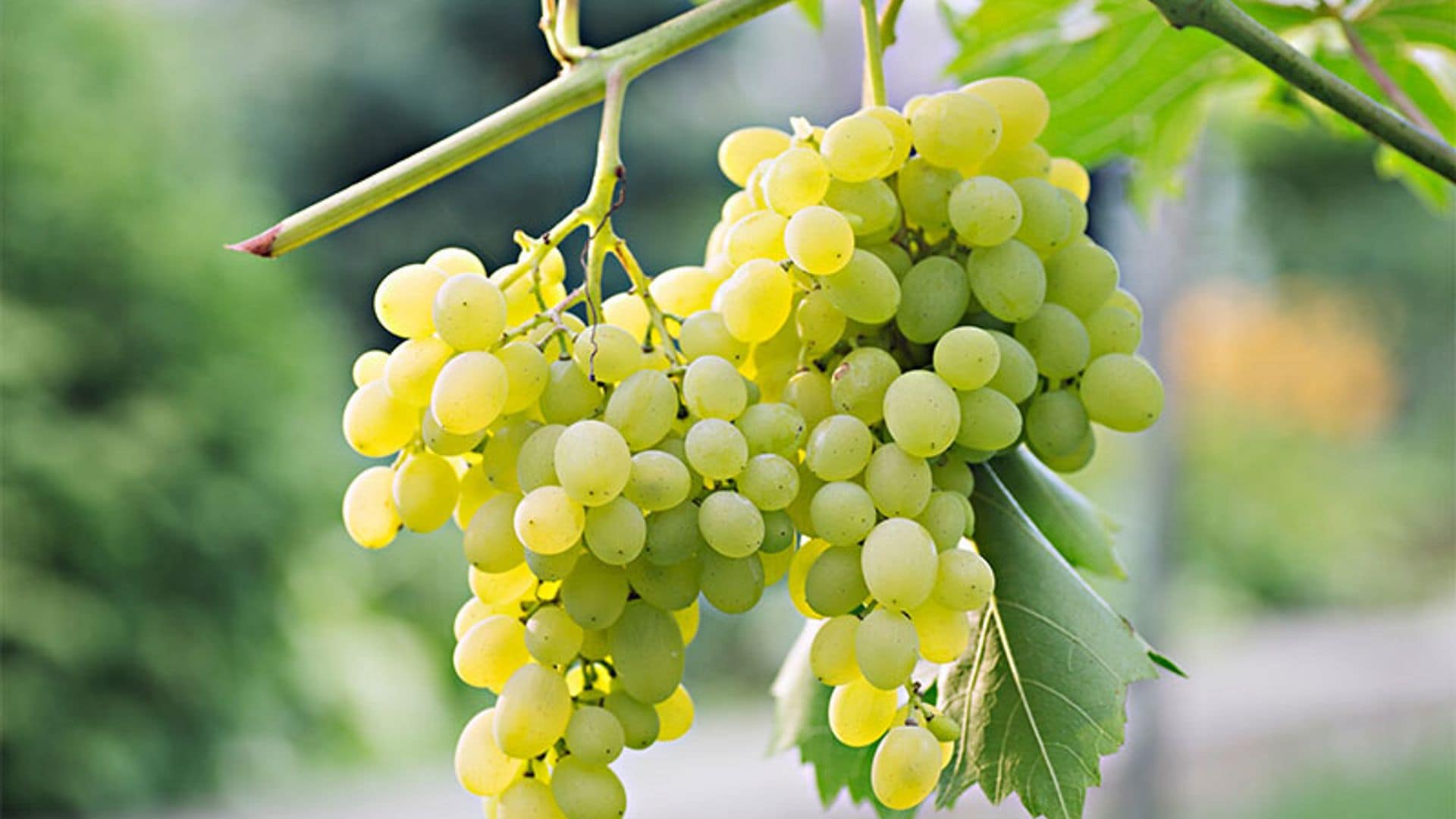 Descubre las variedades de uva blanca más populares