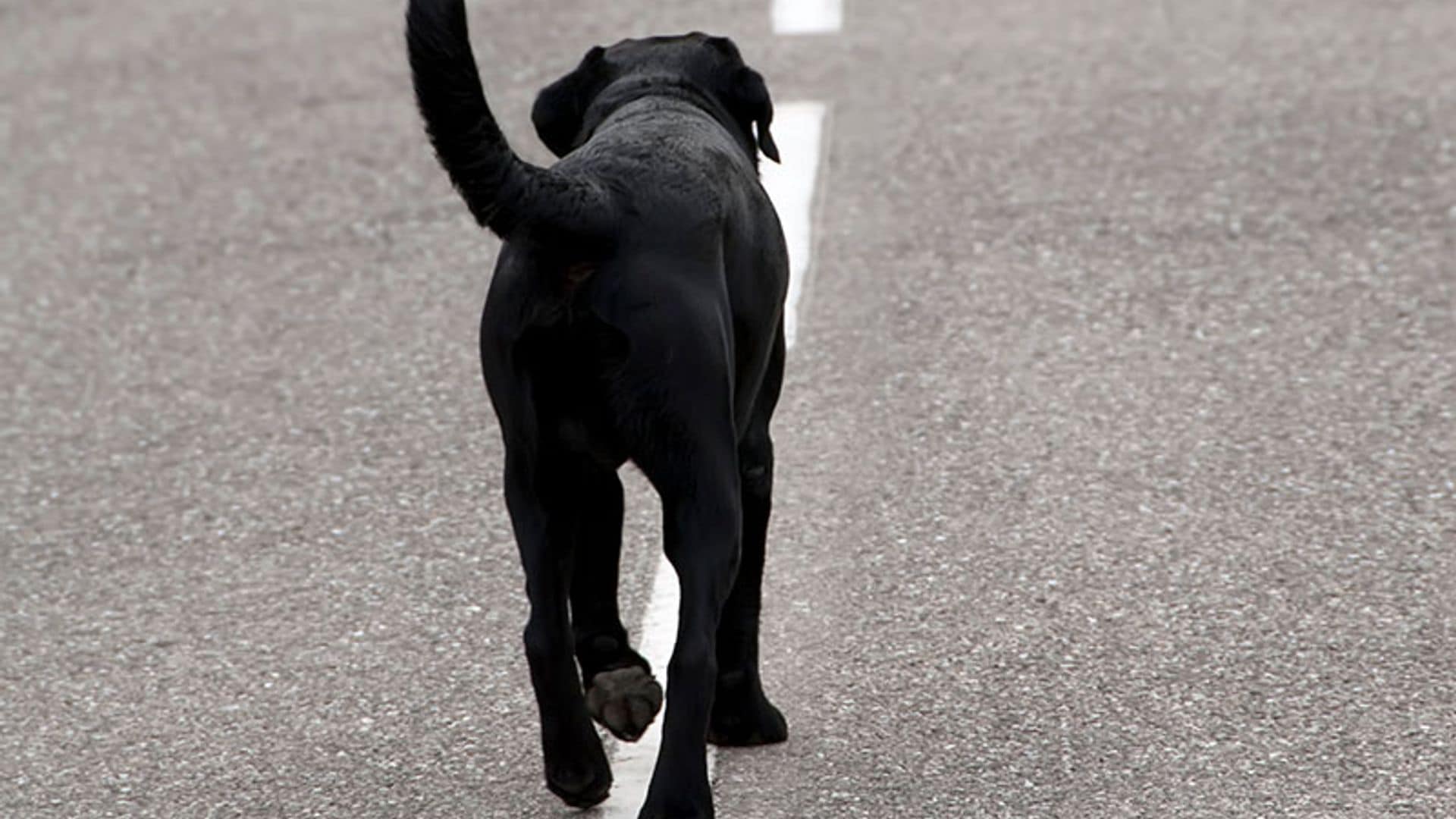 Un perro permanece más de 80 días en el lugar donde falleció su dueña