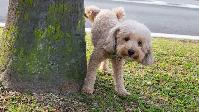 por que perro mira fijamente haciendo caca