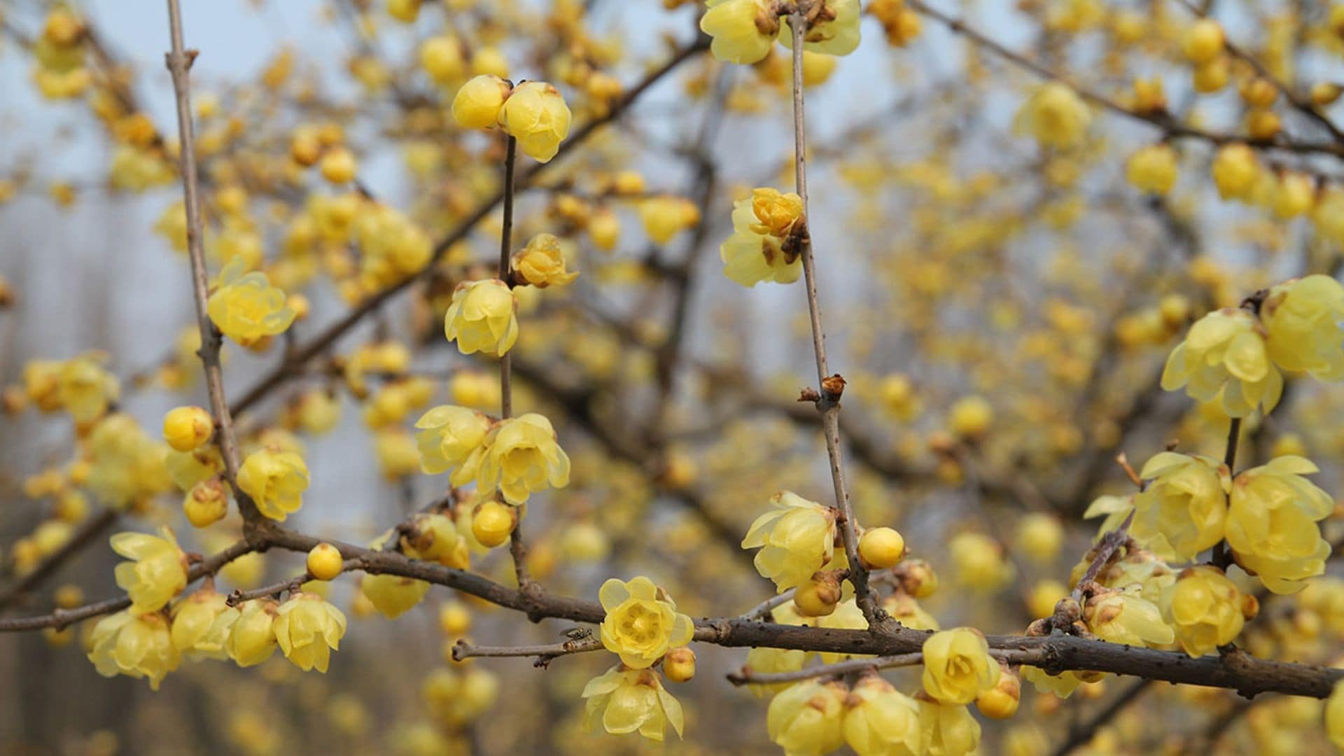 Estas plantas de exterior florecen en invierno y destilan intensos aromas