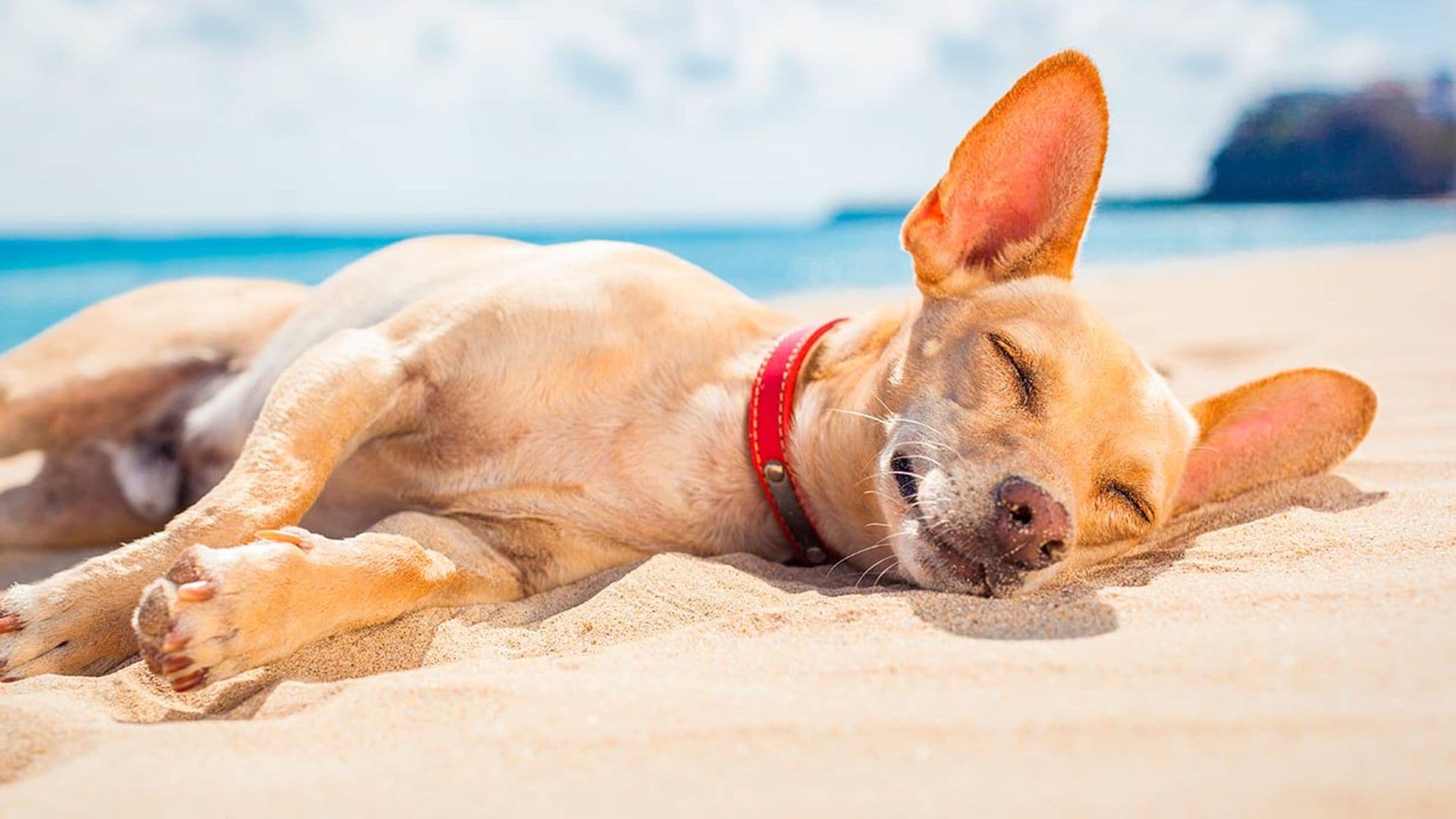 Qué tener en cuenta si vas a la playa con tu perro