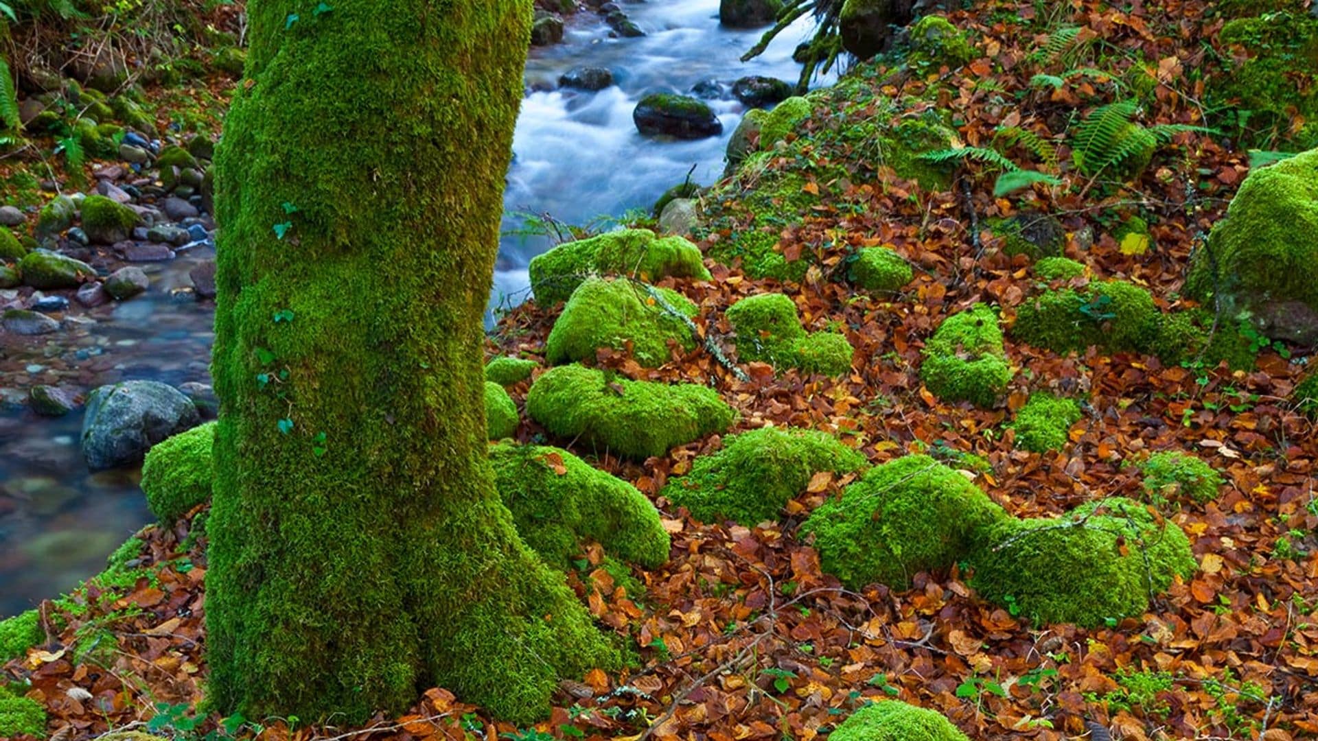 El hayedo encantado de Saja, el más bello de Cantabria