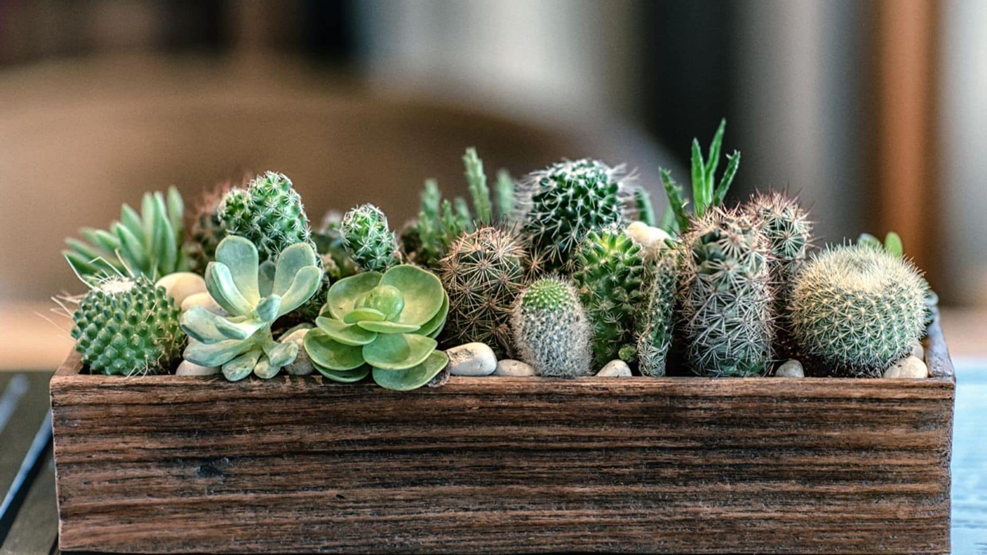 Aprende a cultivar cactus y plantas suculentas en casa