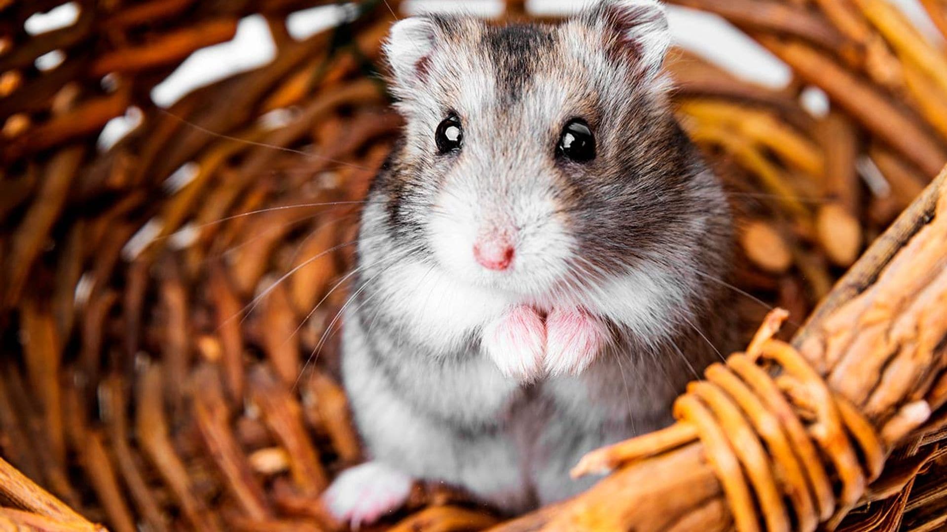 hamsters canibales motivos comportamiento de estres