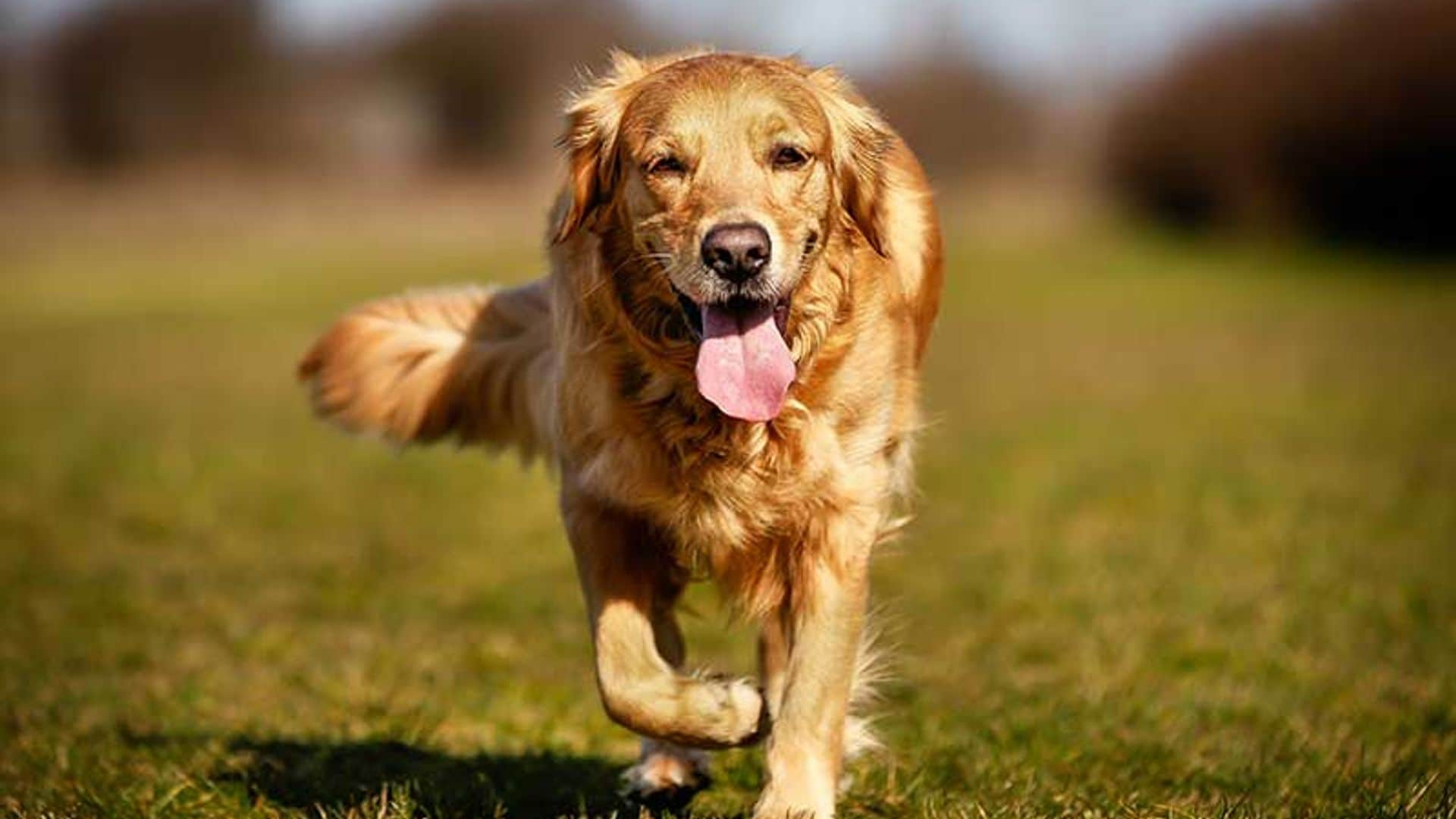 Louboutina, la golden retriever más cariñosa del mundo