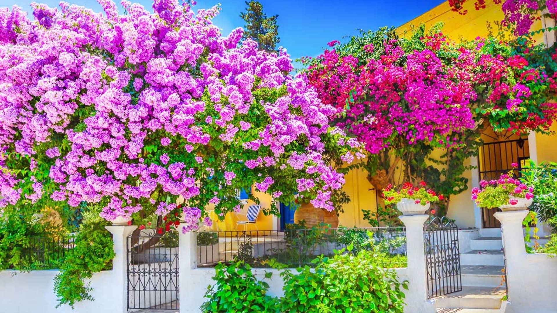 Así debes cuidar la Buganvilla para llenar de color tu terraza o jardín