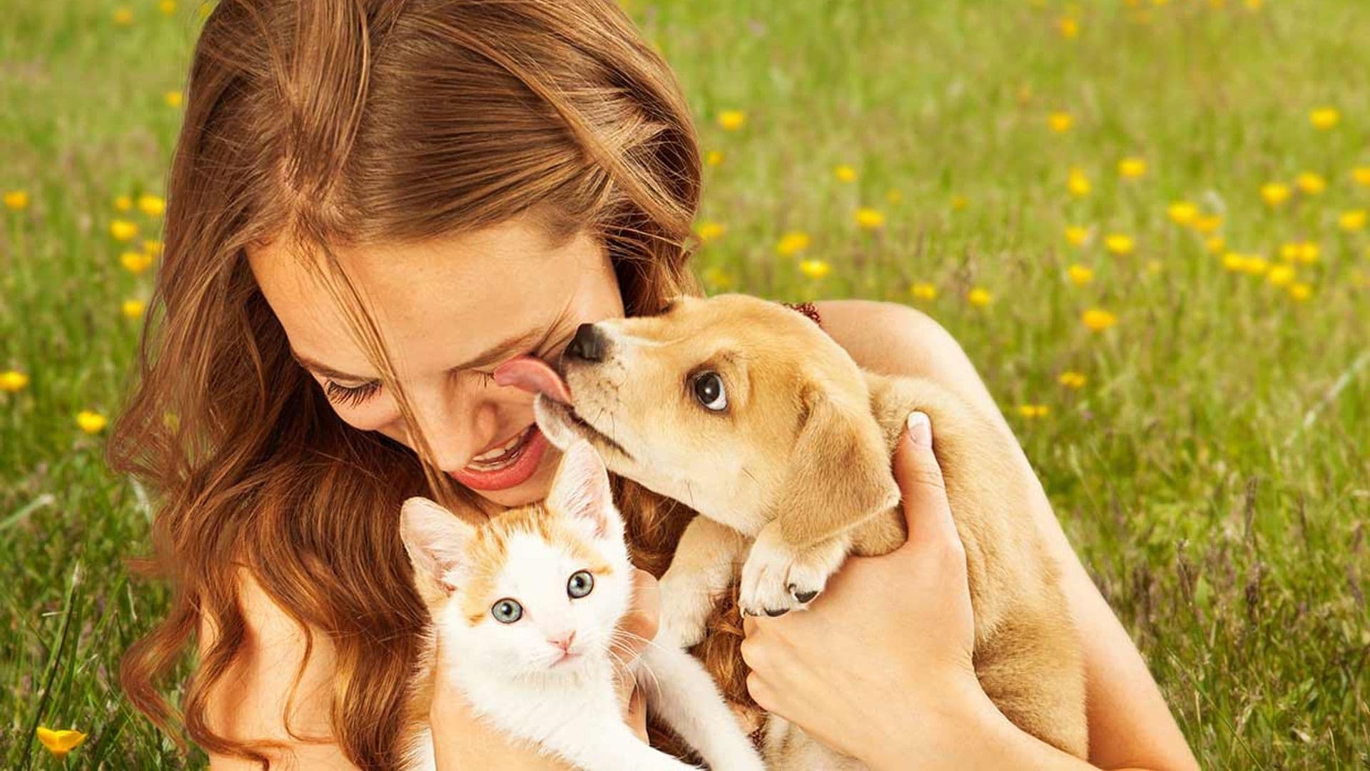 perros gatos han aumentado inteligencia viviendo con personas