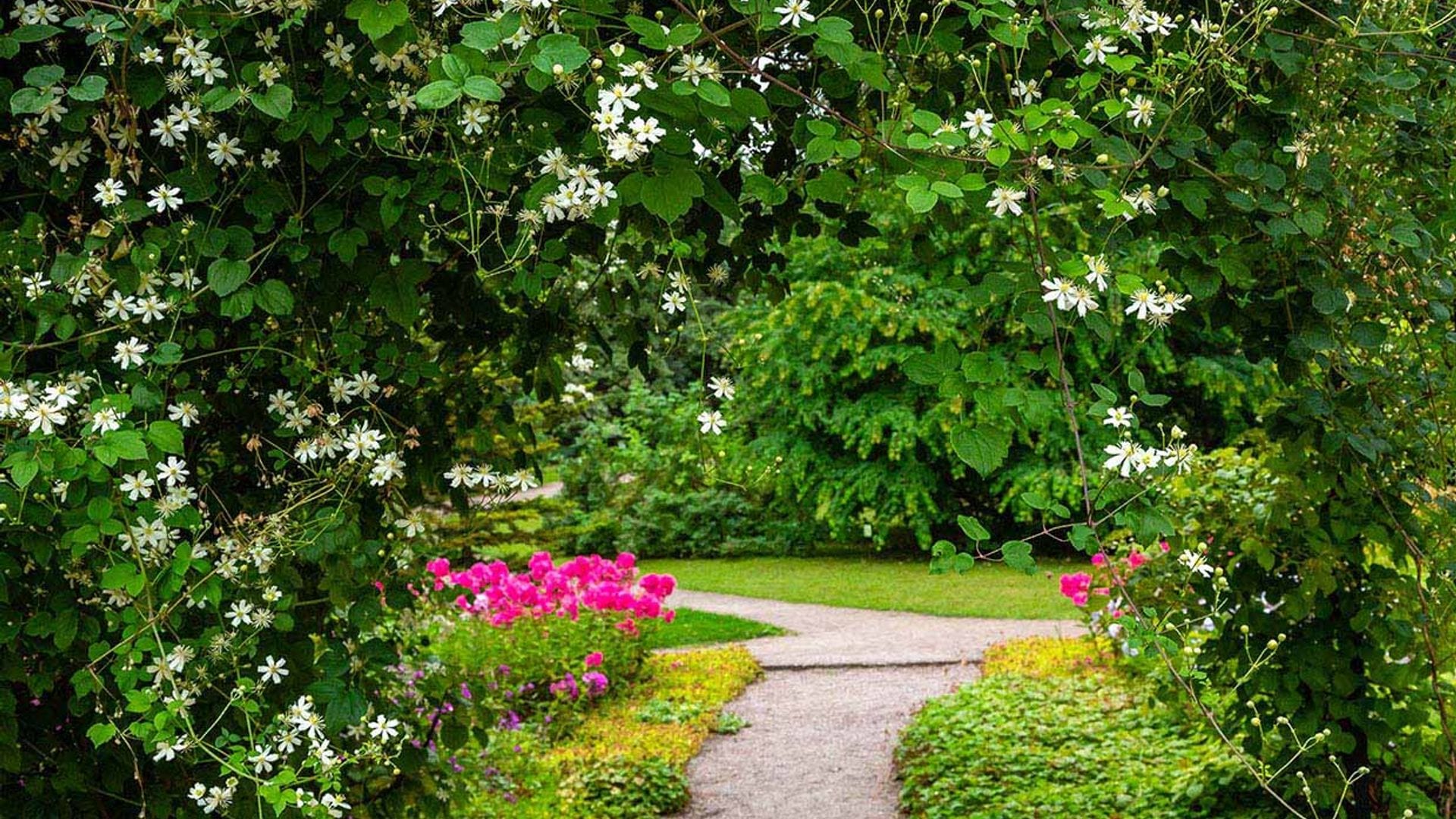 10 plantas trepadoras con flor para tu jardín que te van a cautivar