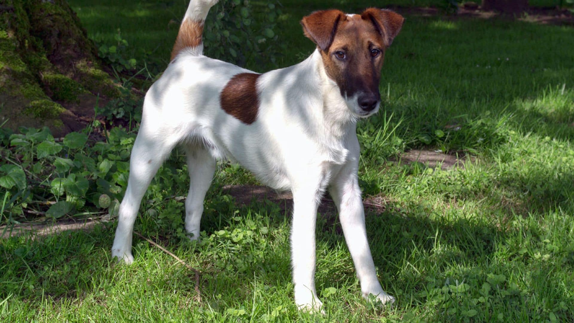 Así es el fox terrier de pelo liso, un perro activo y muy curioso