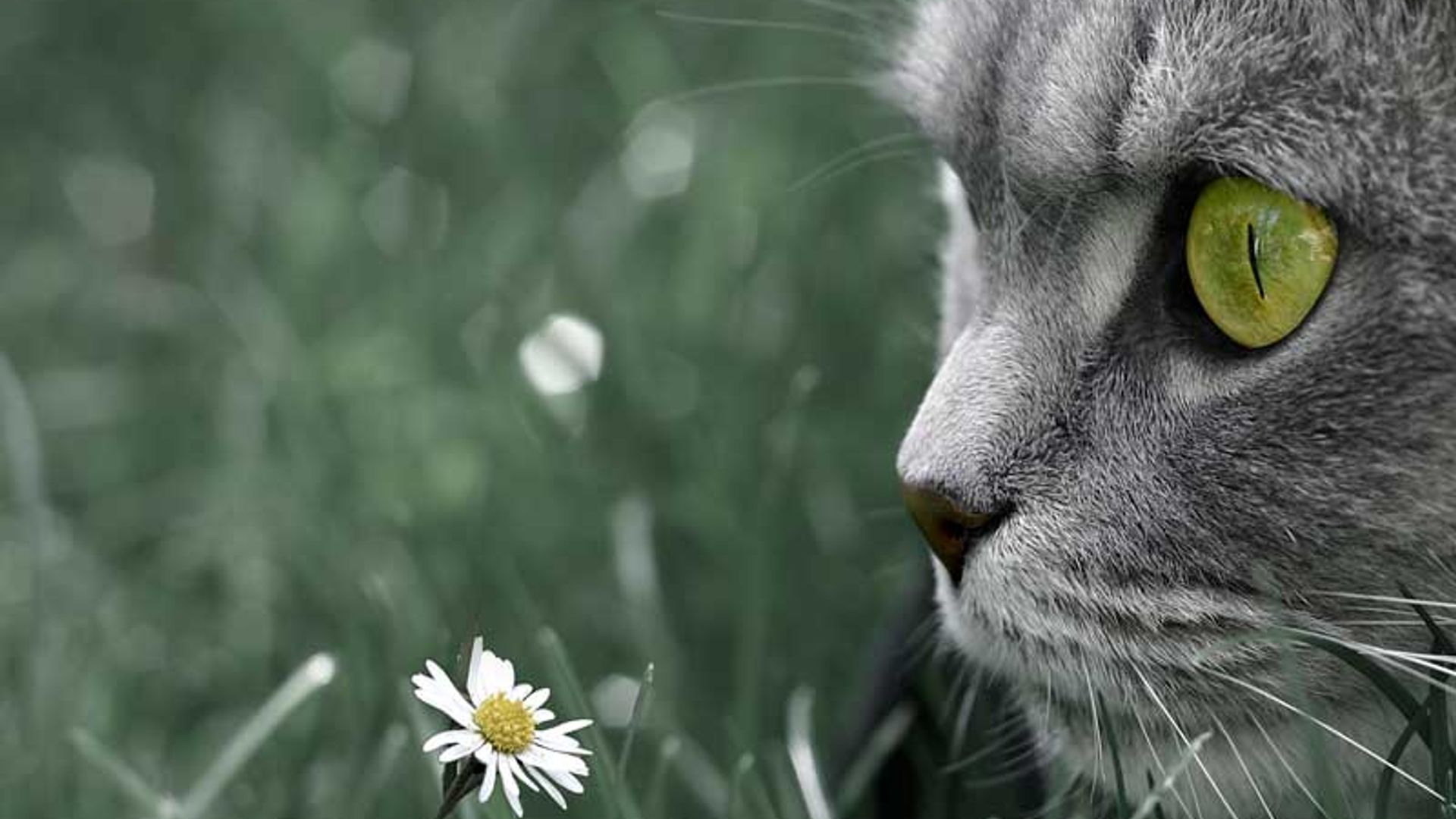 Estos son los cambios en la nariz de tu gato que debes vigilar