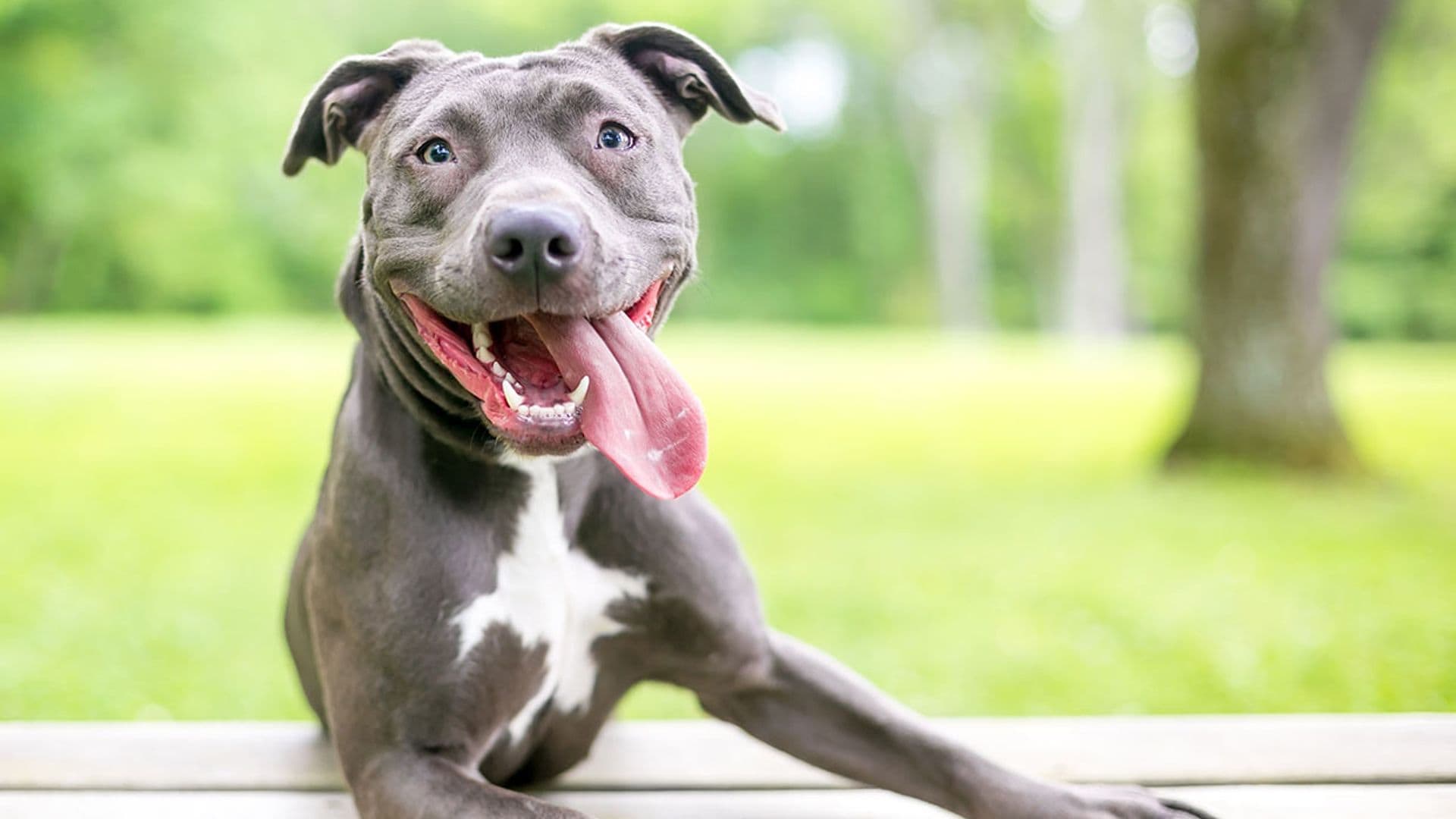 Conoce la sonrisa canina (y otros gestos que ayudan a tu perro a comunicarse)