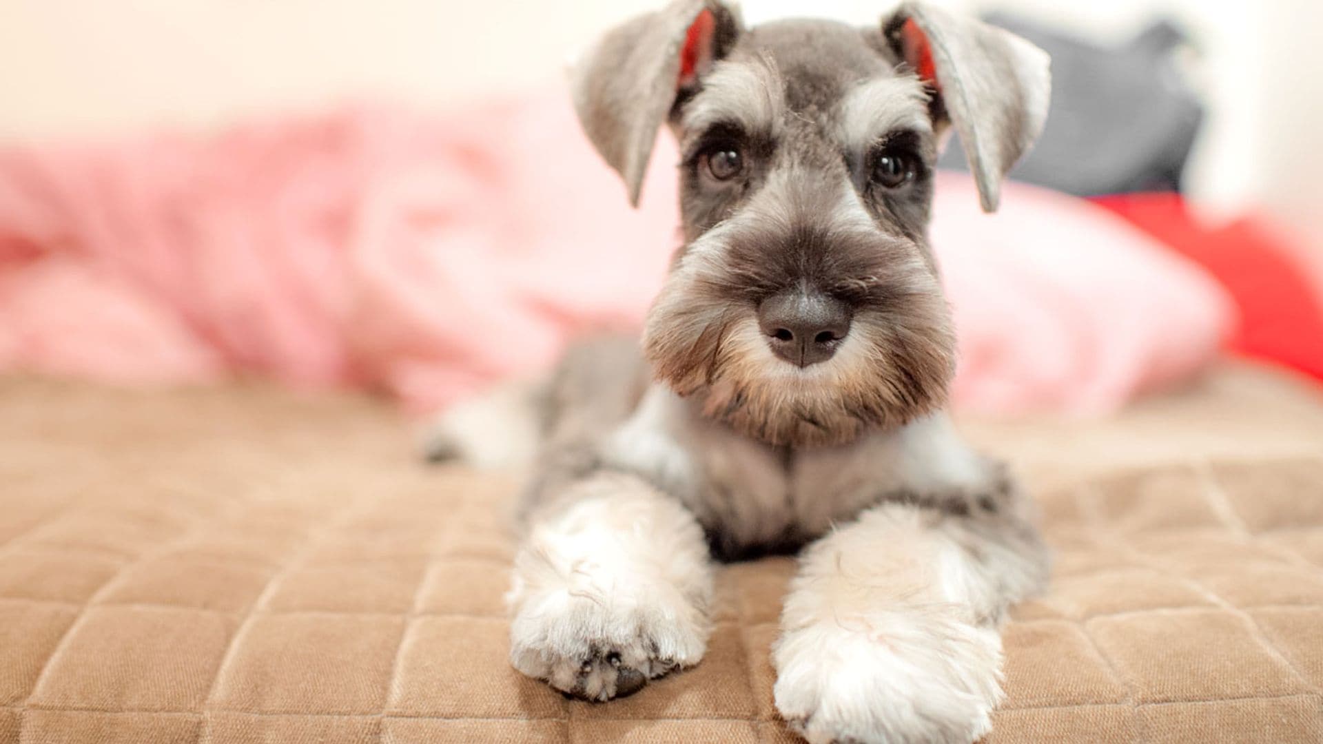 ¡Descubre las 10 mejores razas de perro si vives en un piso pequeño!