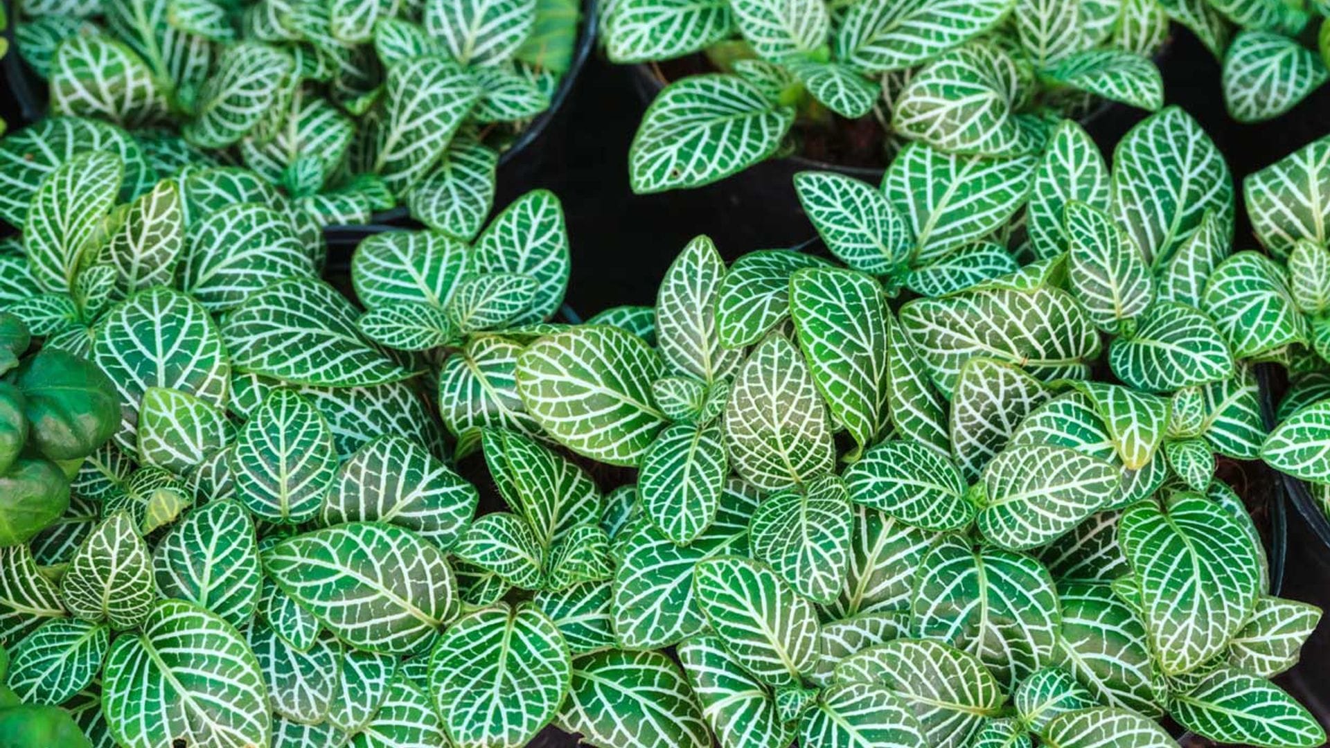 Descubre cómo cultivar la fitonia, una planta de origen tropical de gran atractivo ornamental