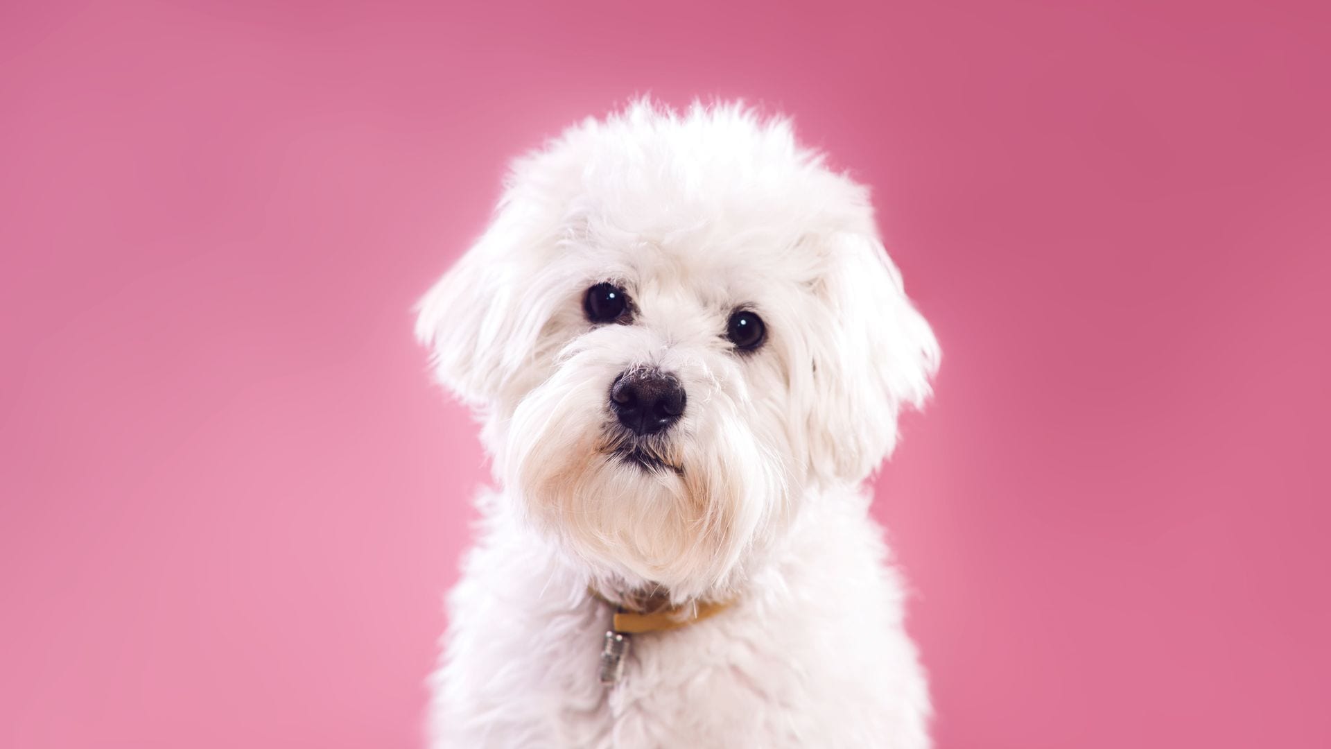 Estos son los mejores champús para perros con pelo blanco