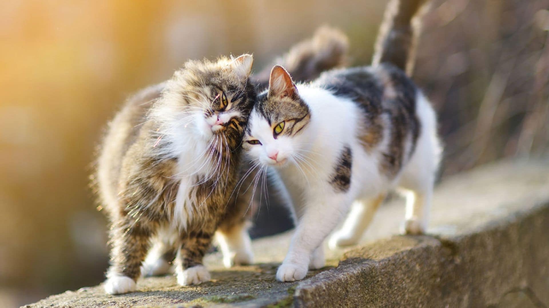 Todo lo que debes saber sobre el celo de tu mascota