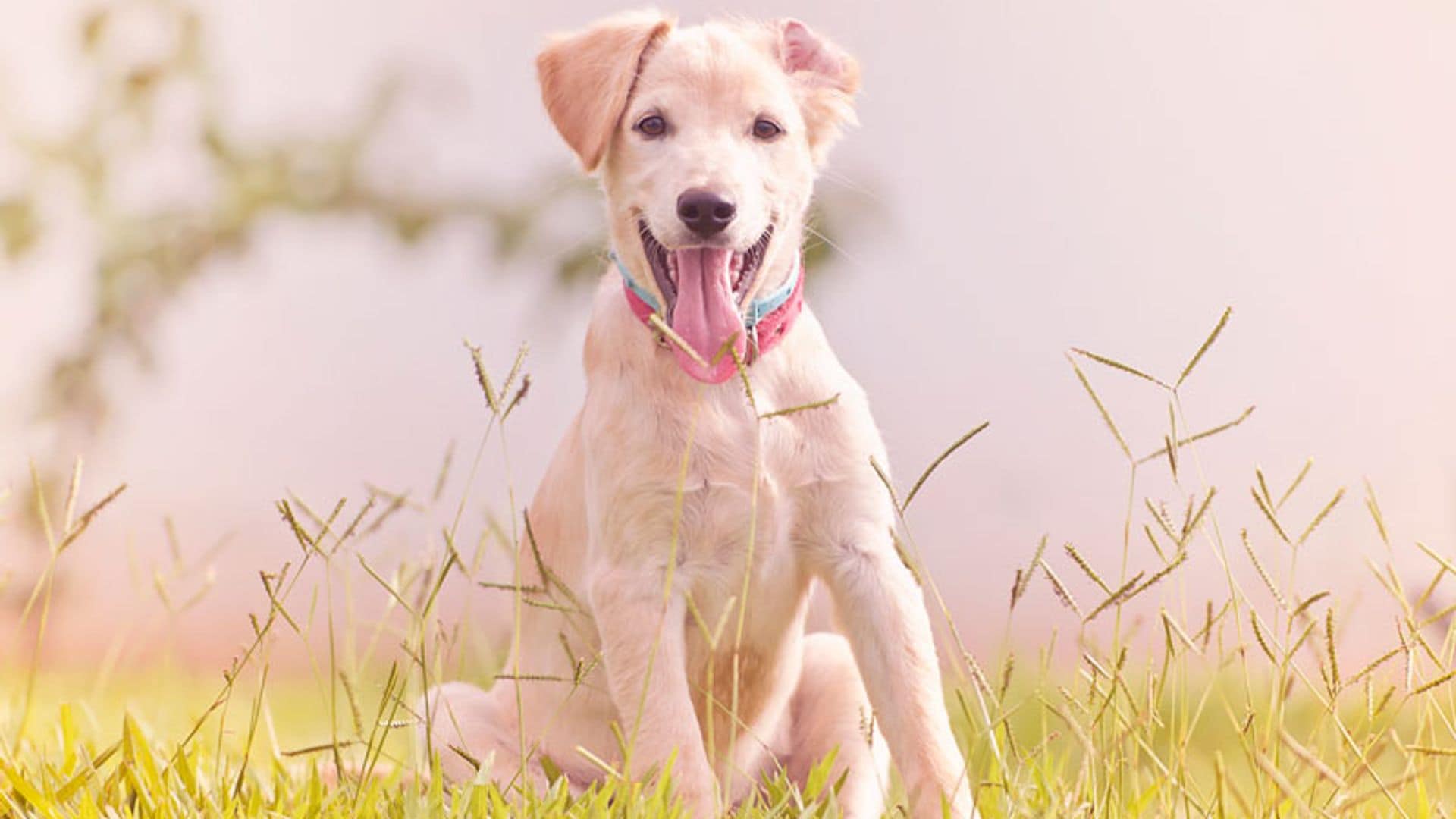 Cómo cuidar la higiene bucal de tu perro para prevenir enfermedades