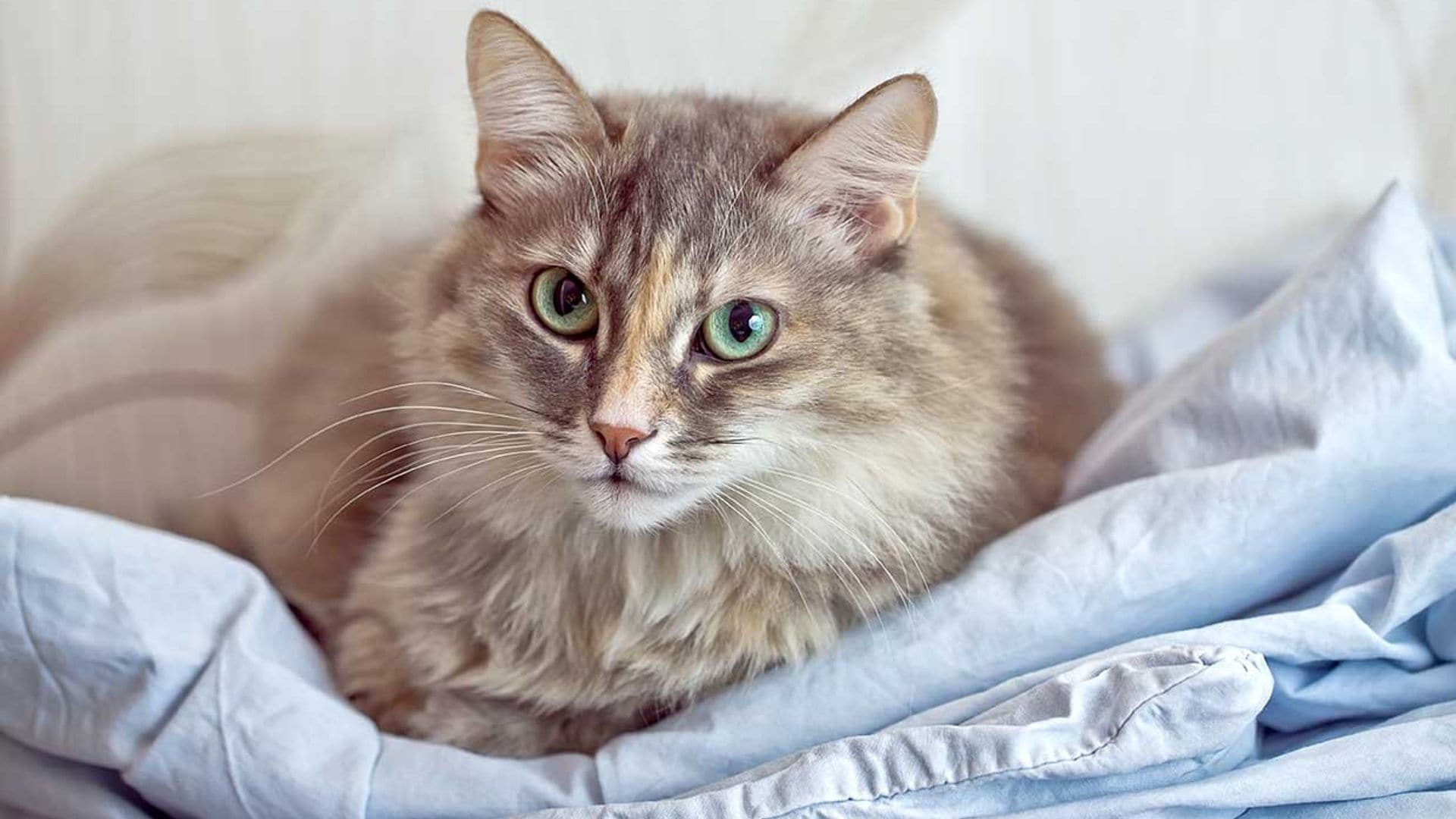 Cuarentena con mascotas: consejos para detectar si tu gato se siente 'invadido'