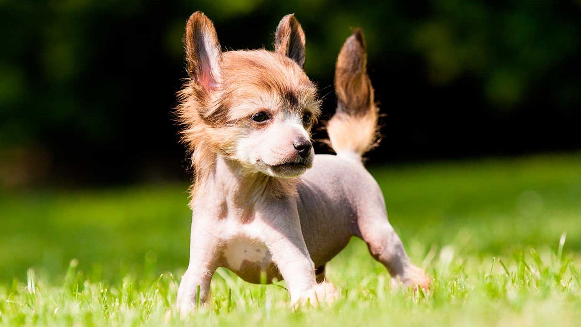 Estas son las razas de perro más caras y sofisticadas